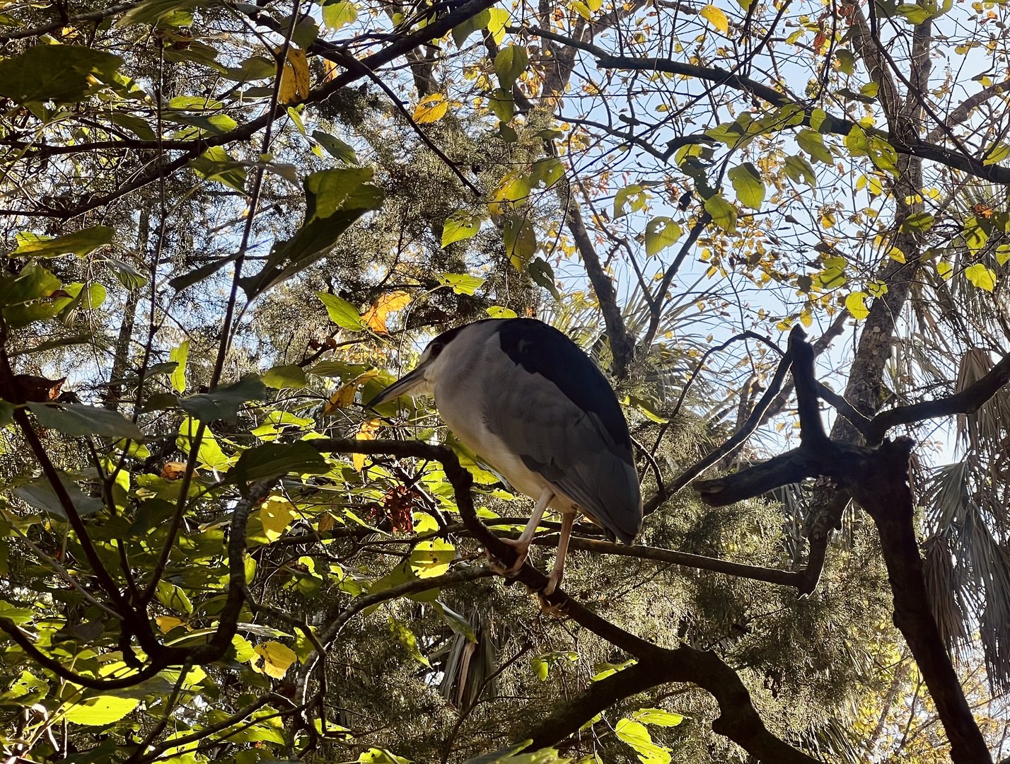 Black-crowned Night Heron