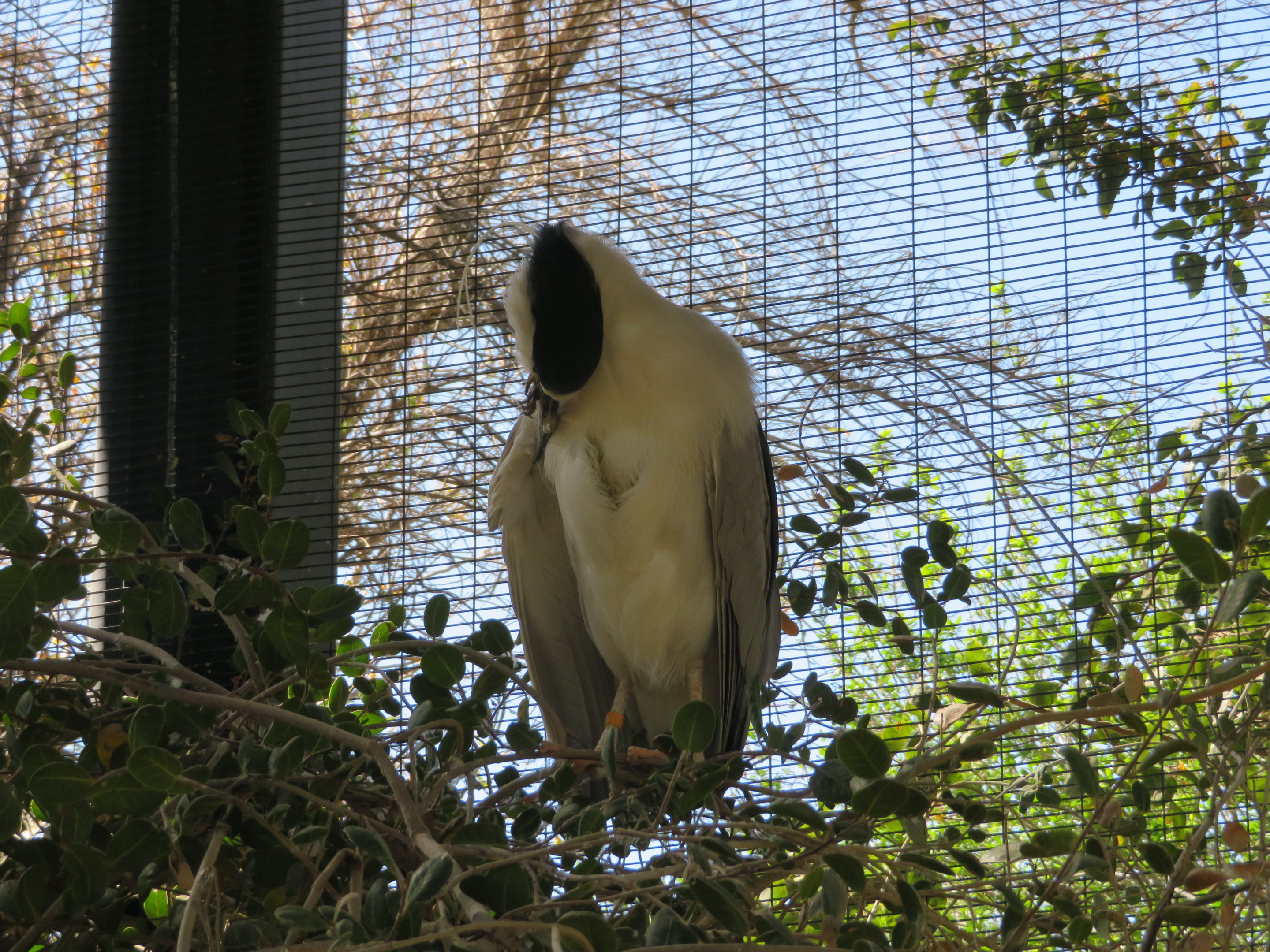 Black-crowned Night Heron
