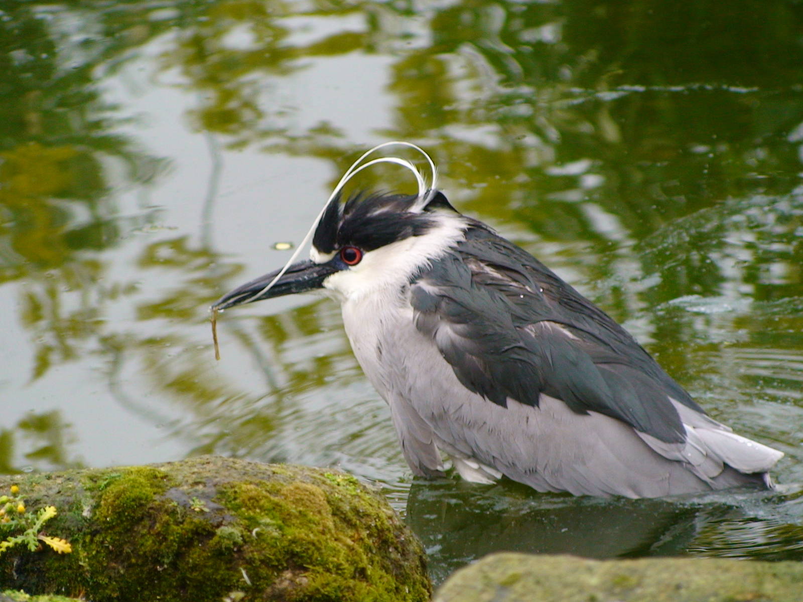 Black crowned Night heron