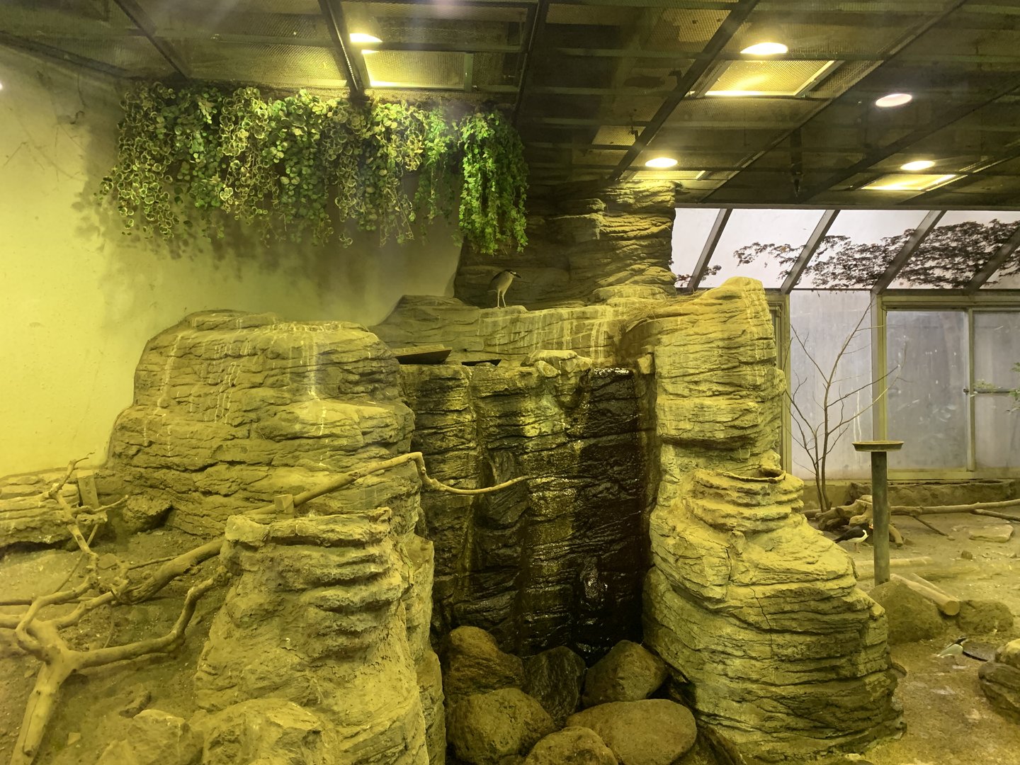 Black-crowned Night-heron