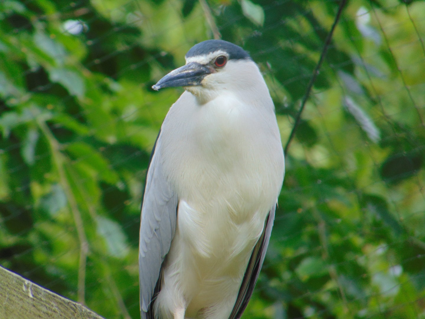Black-crowned Night Heron