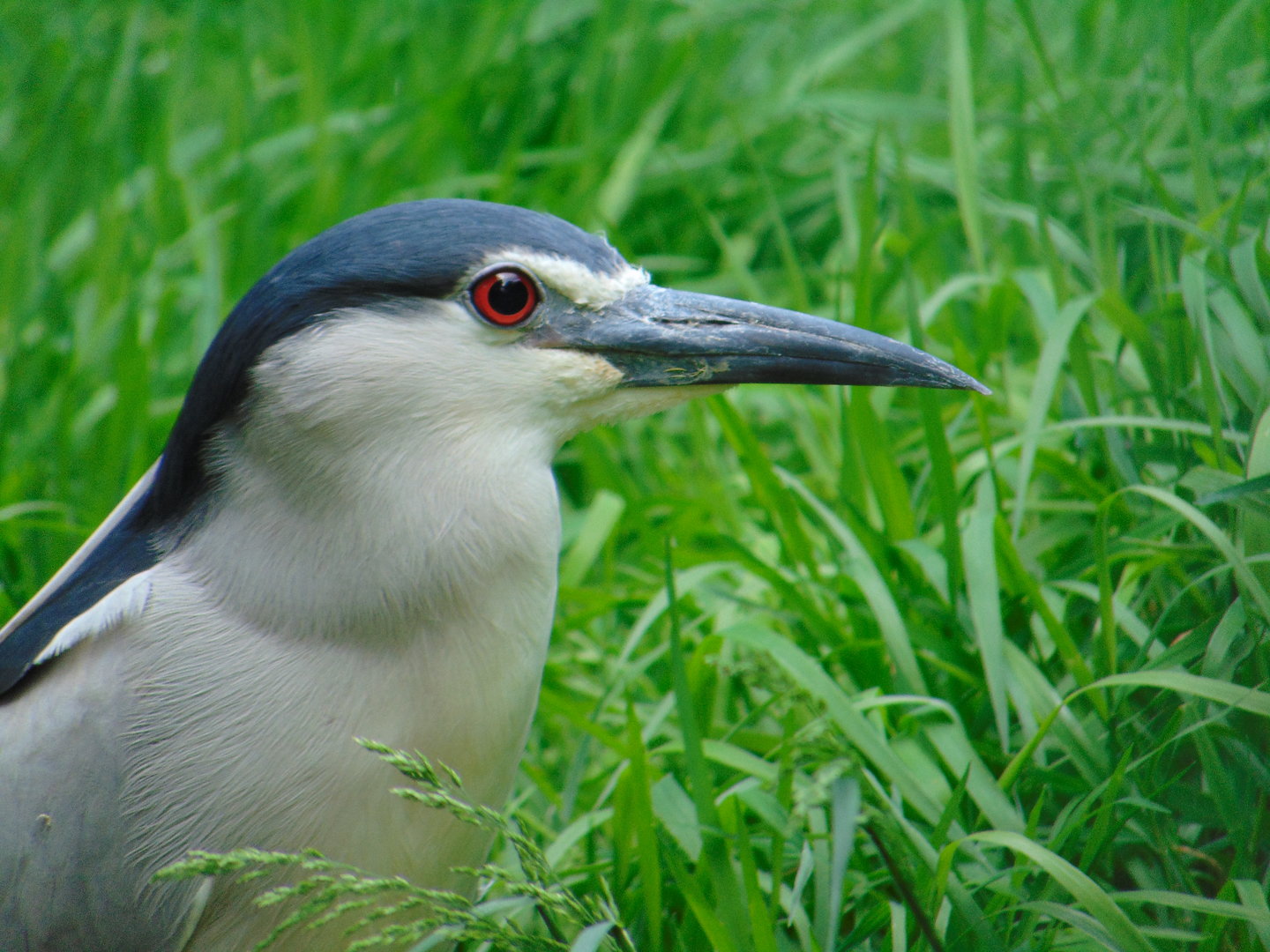 Black-crowned Night Heron
