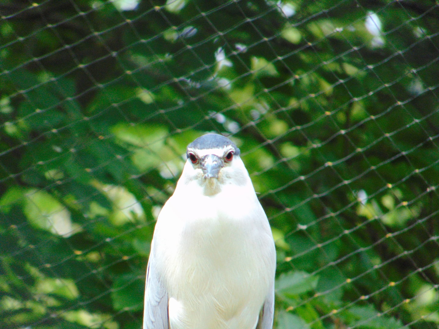Black-crowned Night Heron