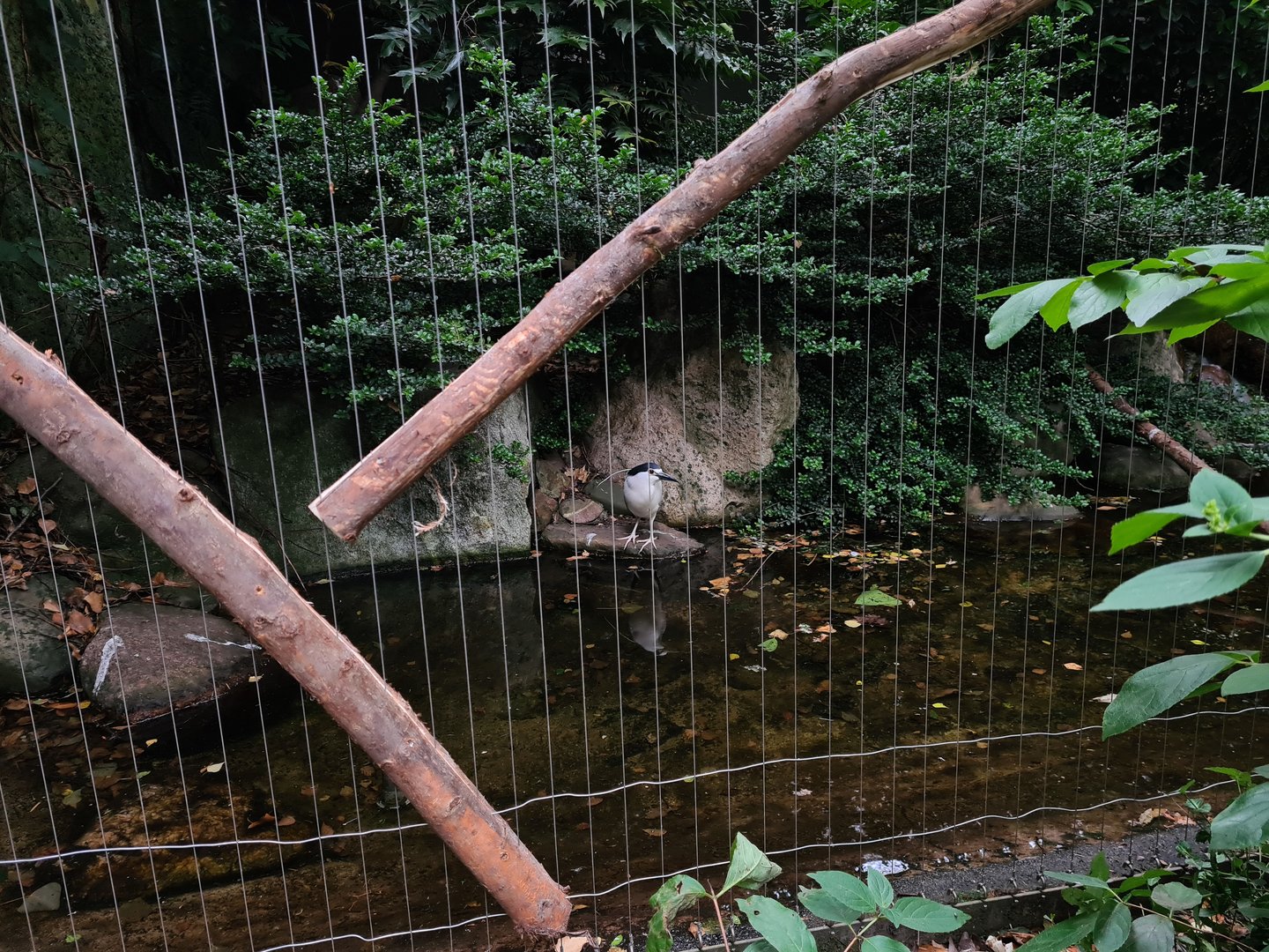Black-crowned night heron