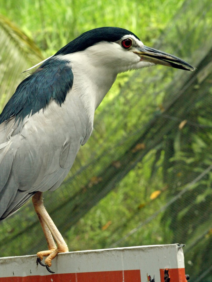 Black-crowned night heron