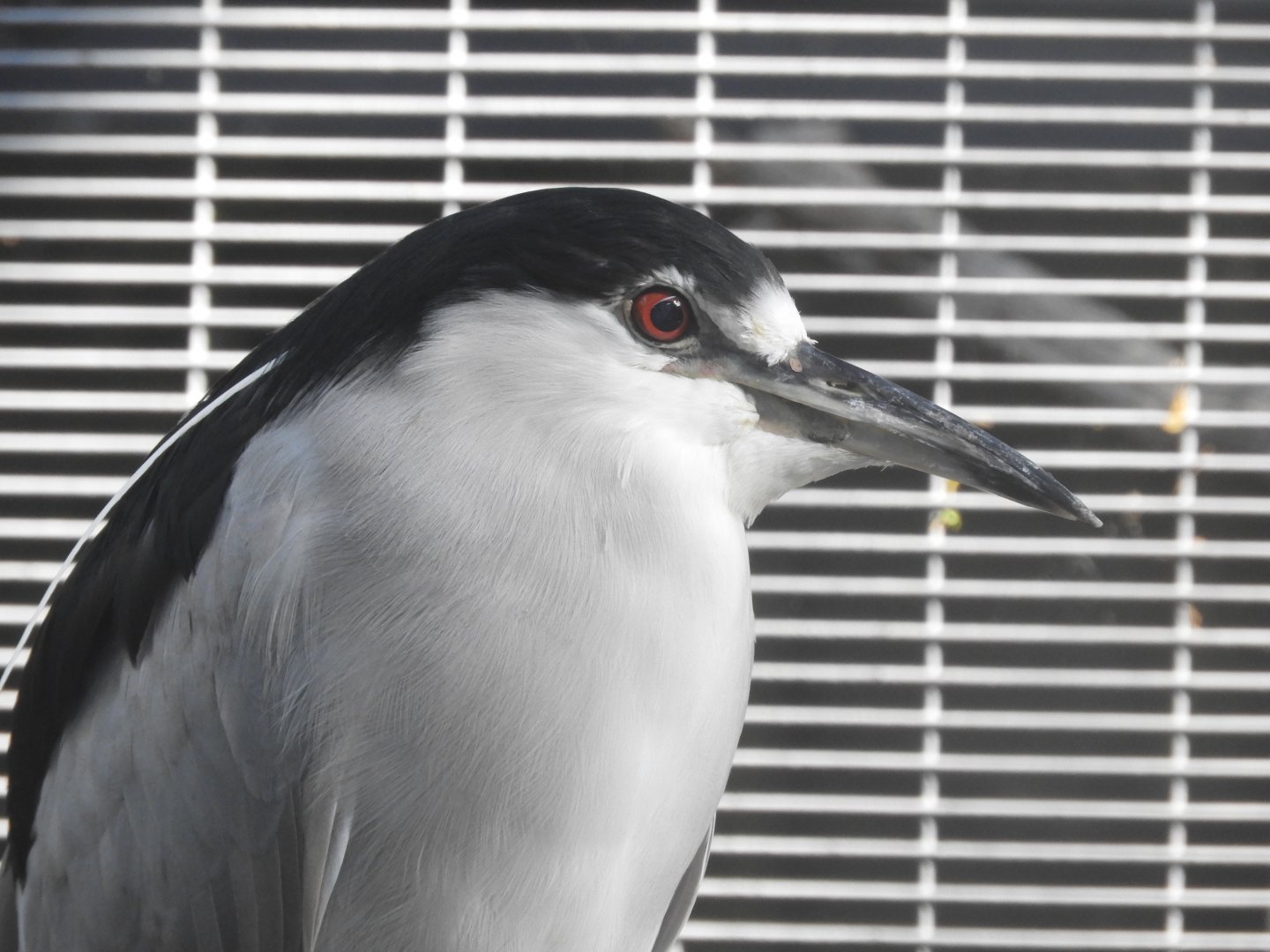 Black-crowned night heron