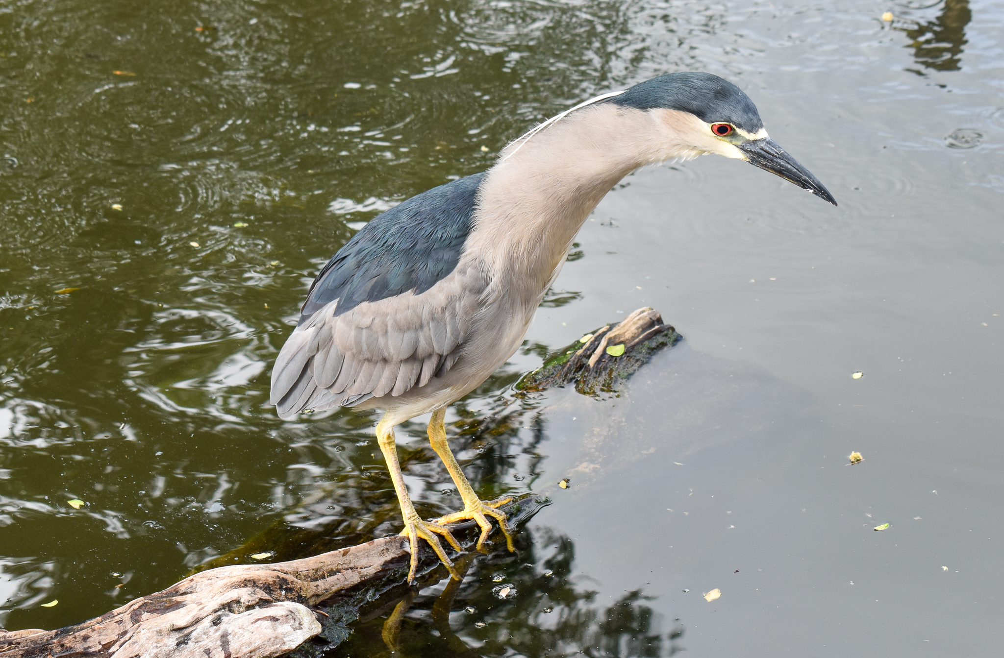 Black-crowned Night Heron