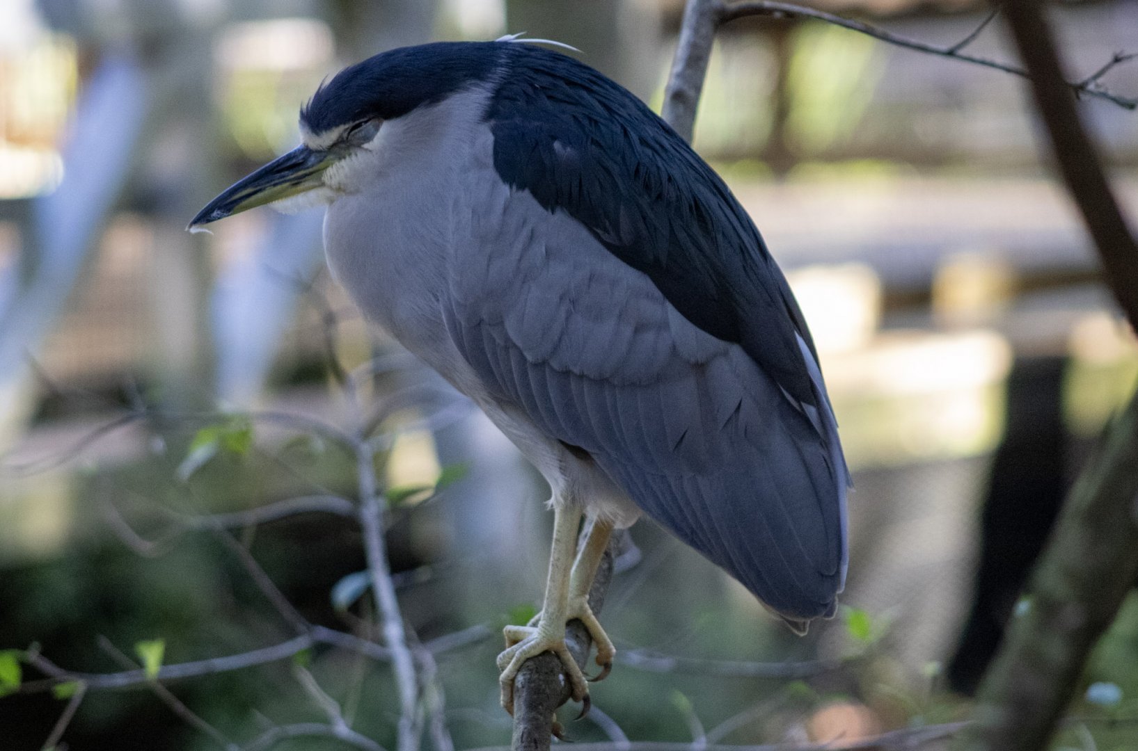 Black-crowned Night Heron