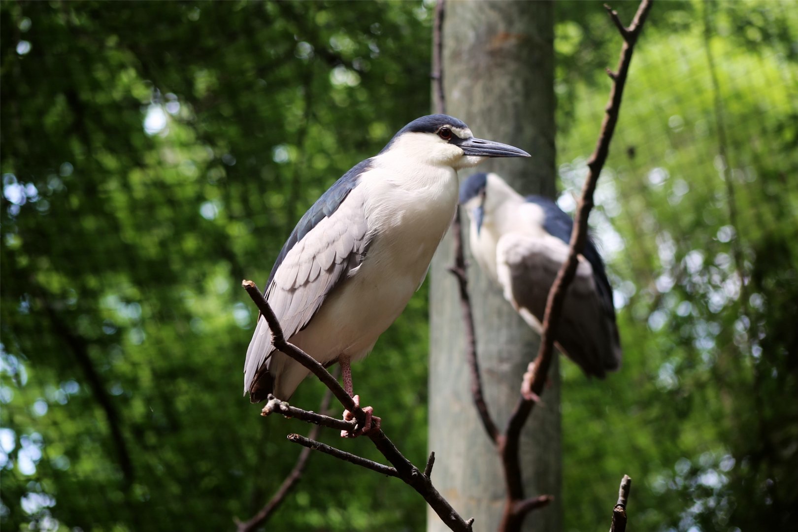 Black-crowned Night-heron