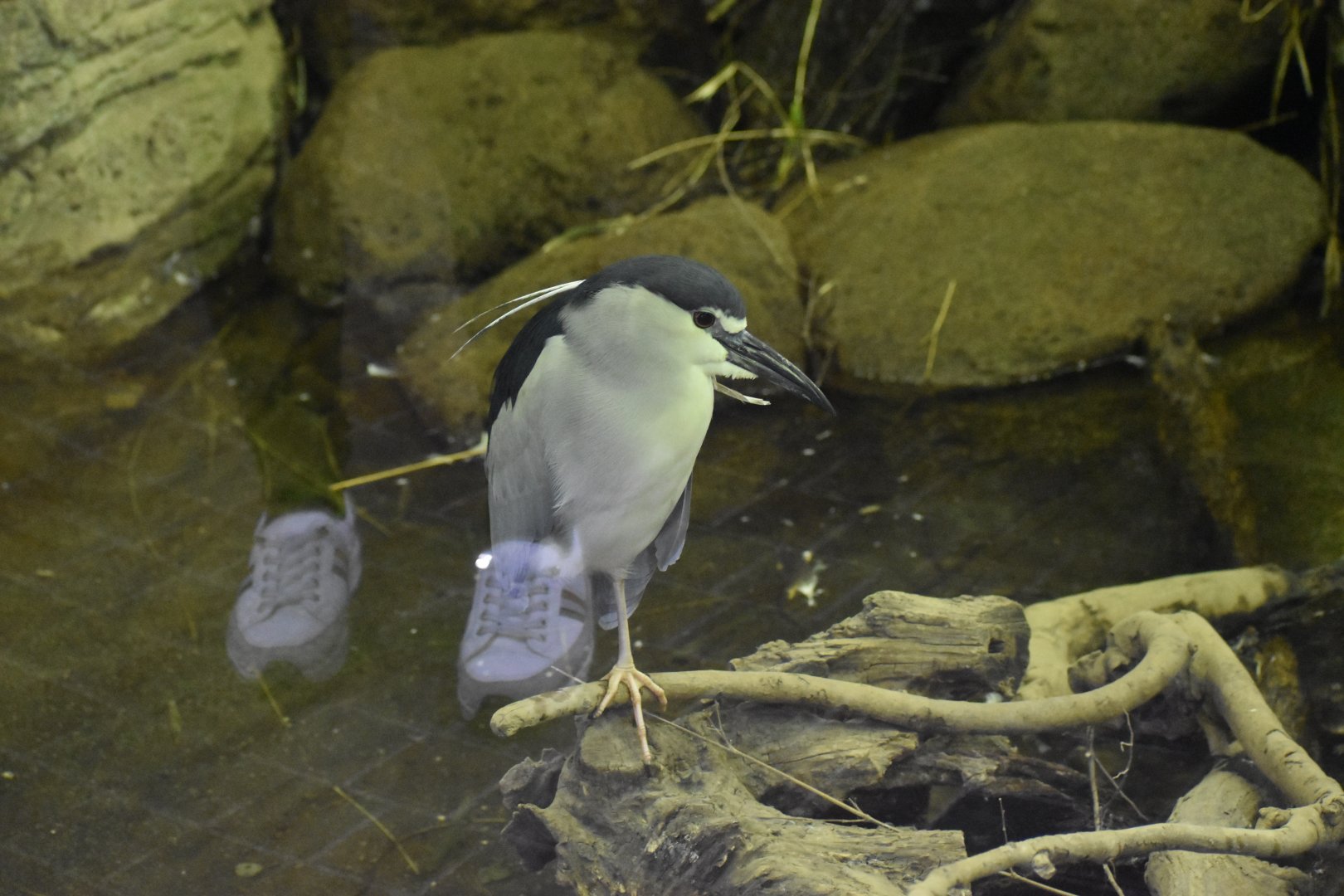 Black Crowned Night Heron
