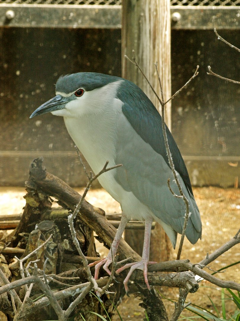 Black-crowned night heron