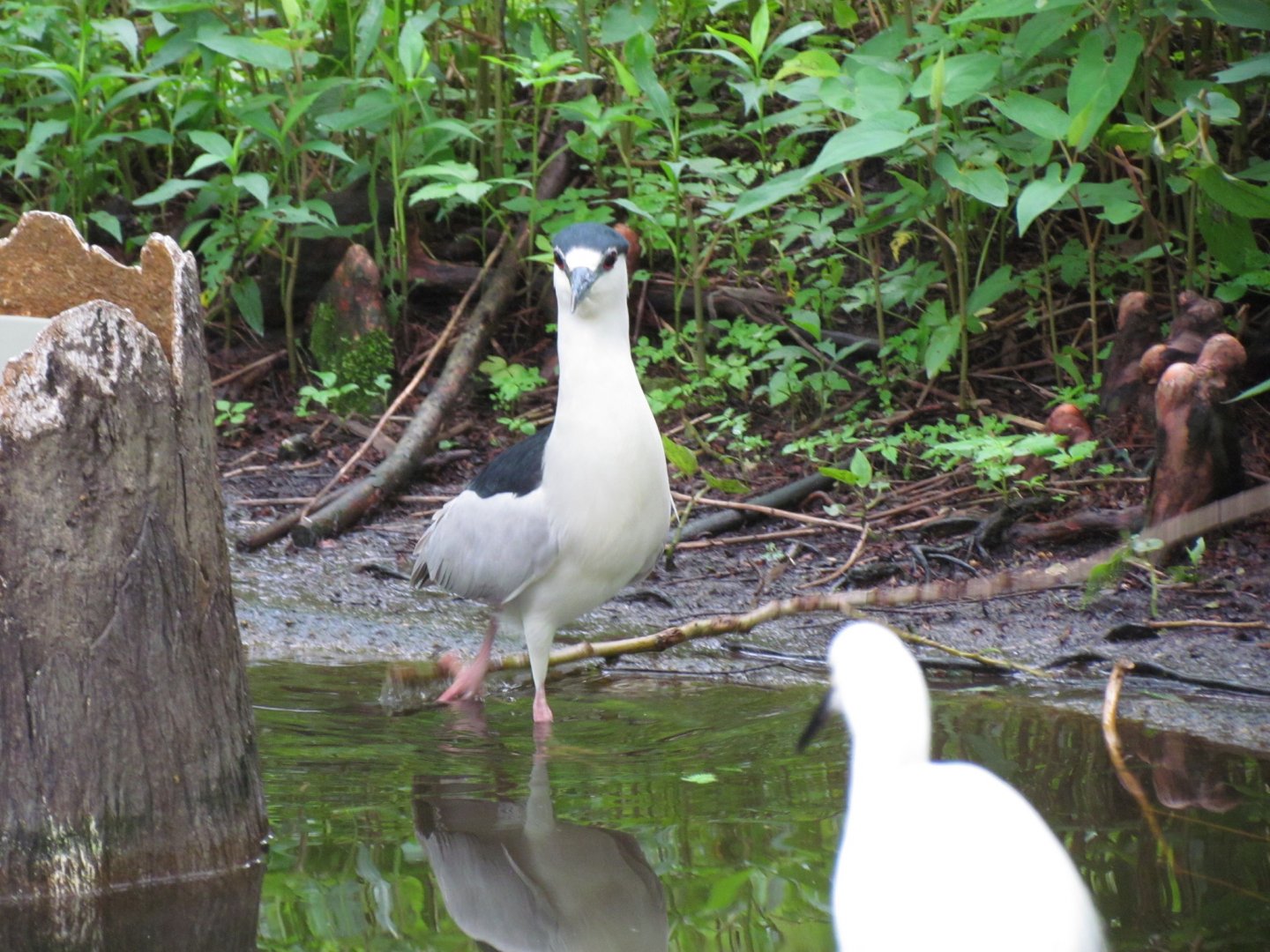 Black-crowned Night Heron