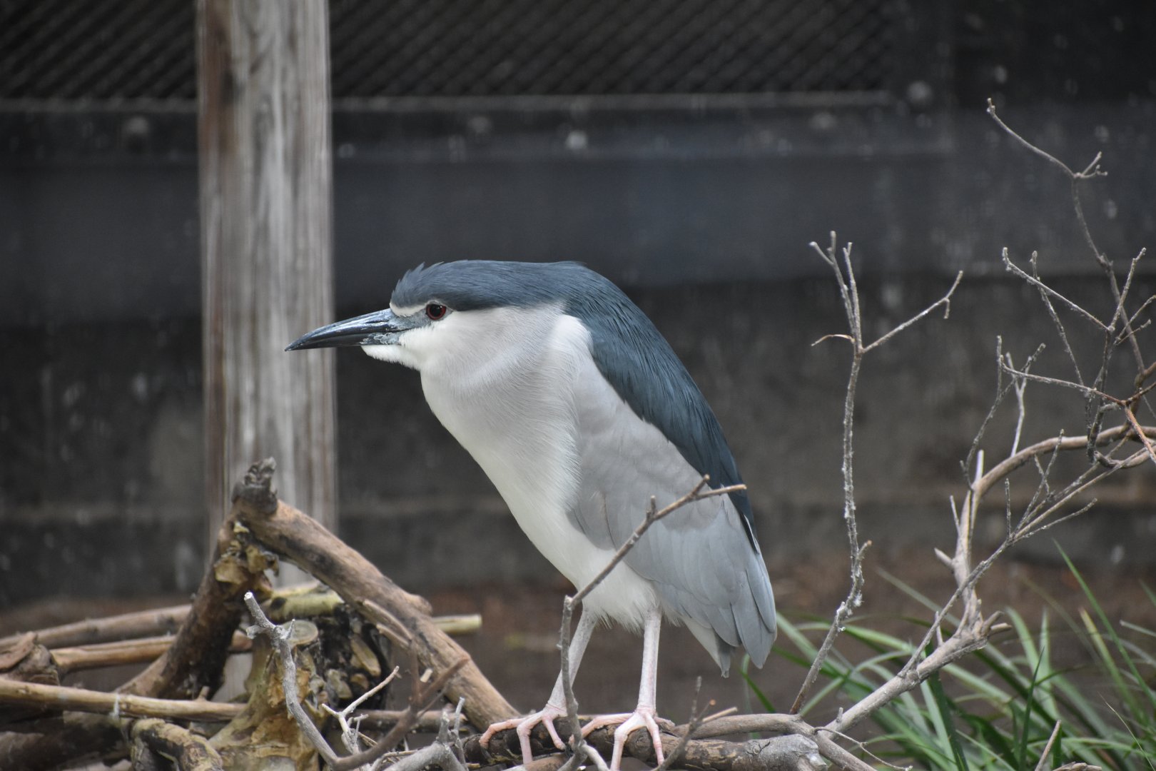 Black Crowned Night Heron