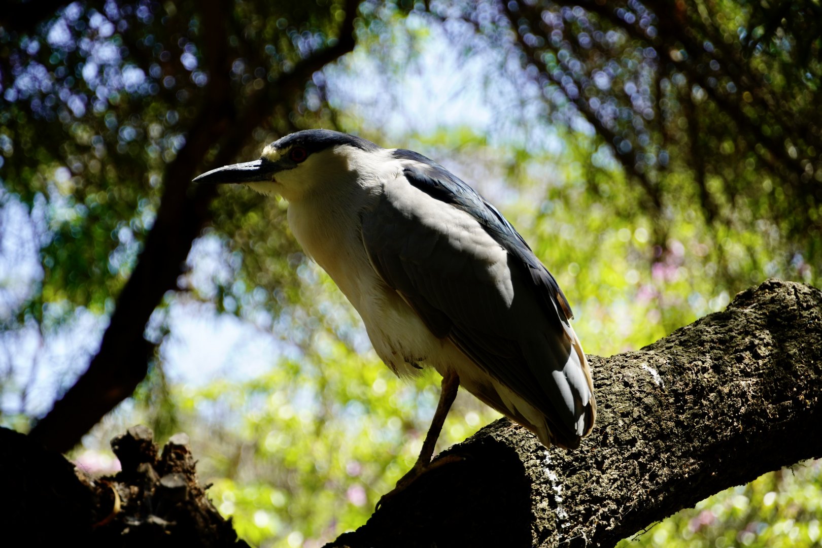 Black-Crowned Night Heron