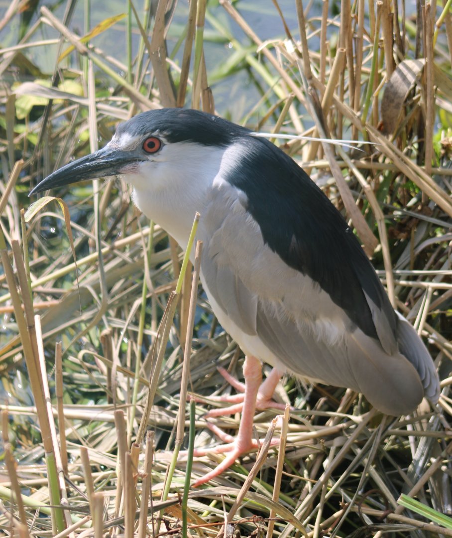 Black-crowned night-heron