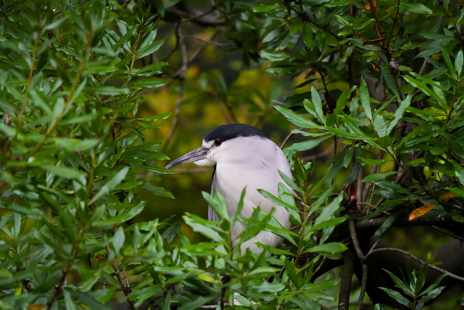 Black-Crowned Night-Heron