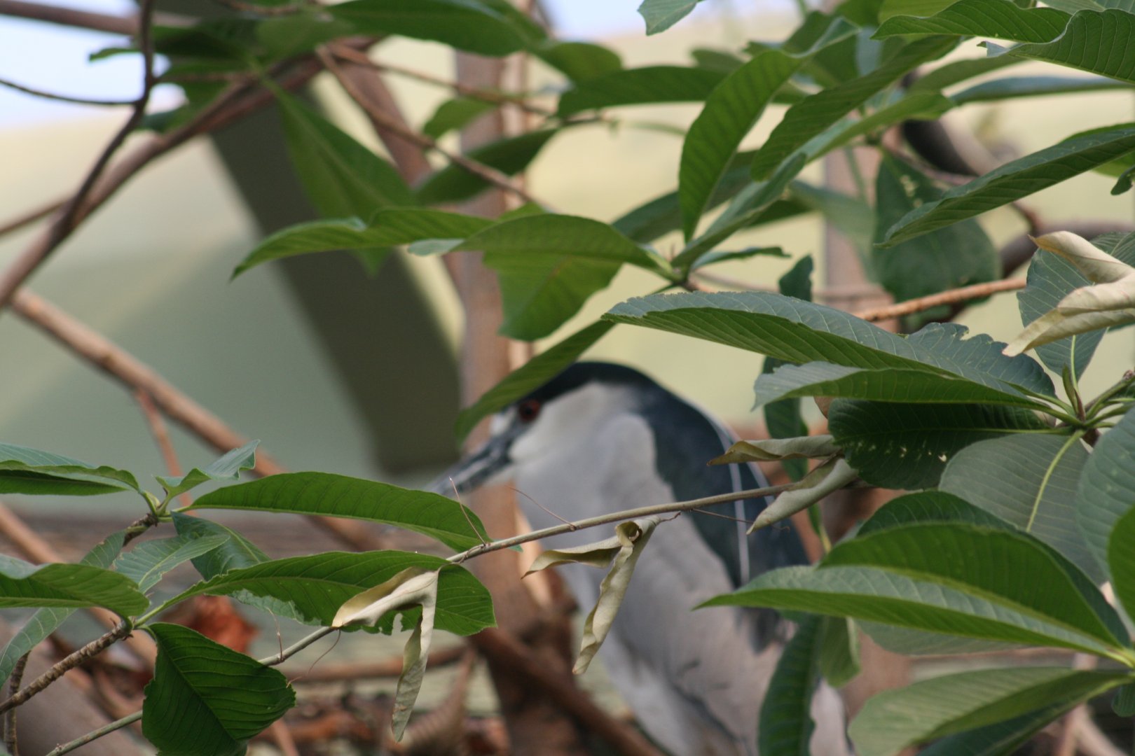 Black Crowned Night Heron