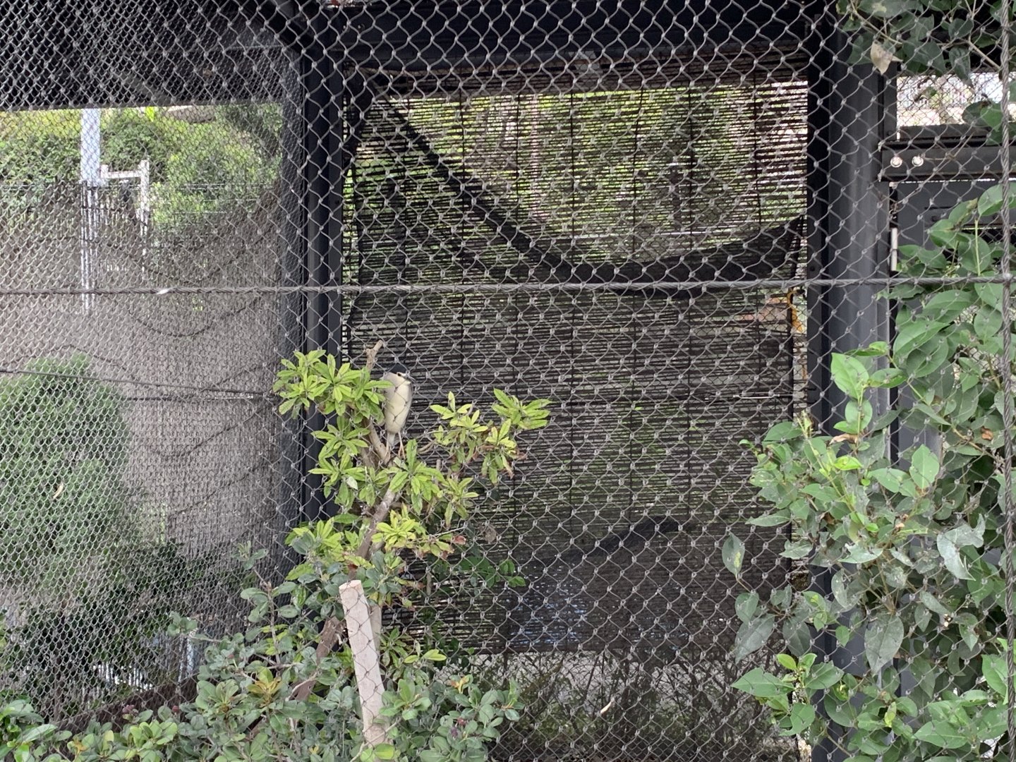 Black-crowned Night-heron
