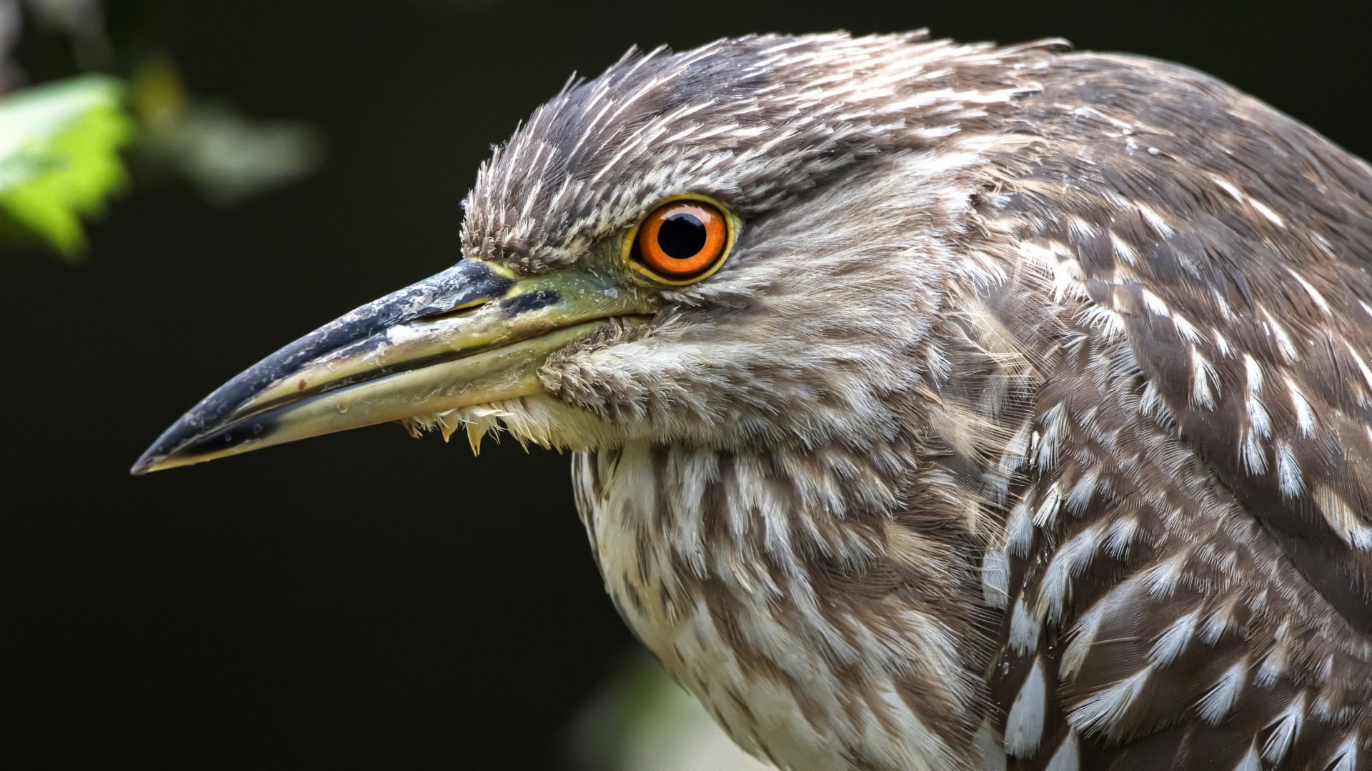 Black-crowned night heron