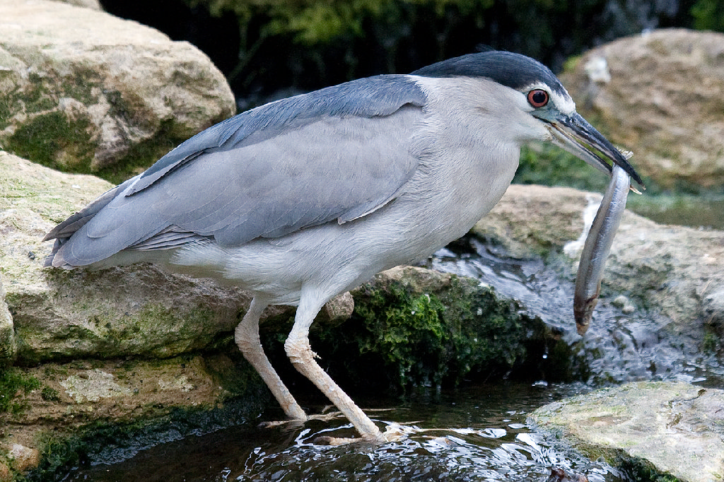 Black Crowned Night Heron