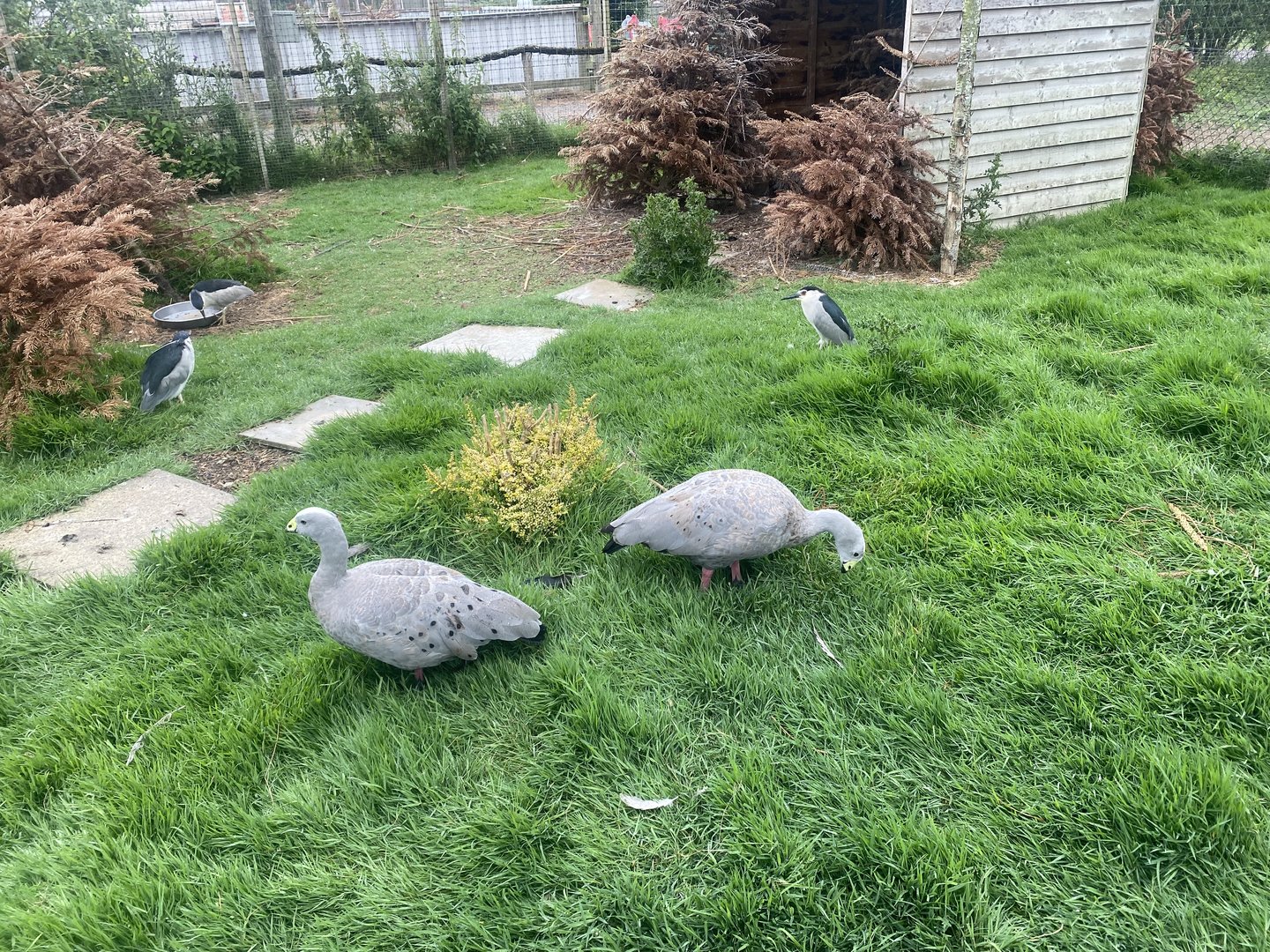 Black crowned night herons and Cape barren geese 300623