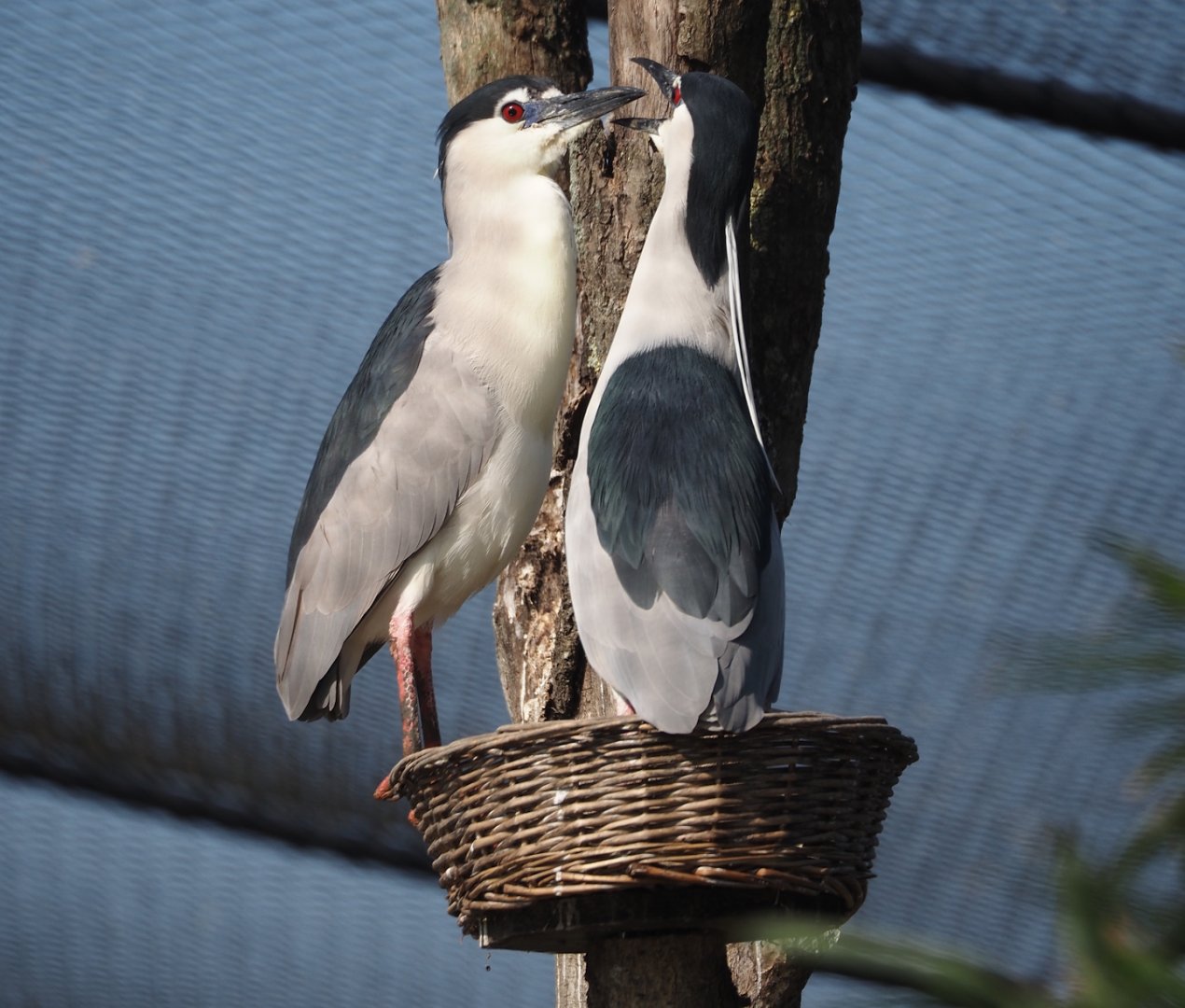 Black-crowned night herons (Nycticorax nycticorax nycticorax), 2025-04-12
