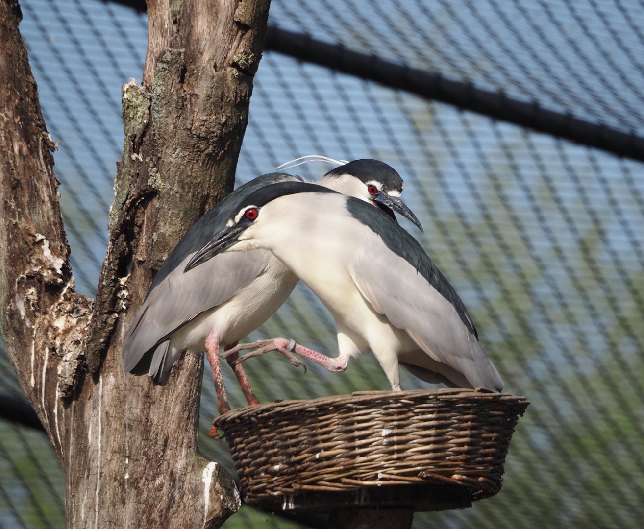 Black-crowned night herons (Nycticorax nycticorax nycticorax), 2025-04-12