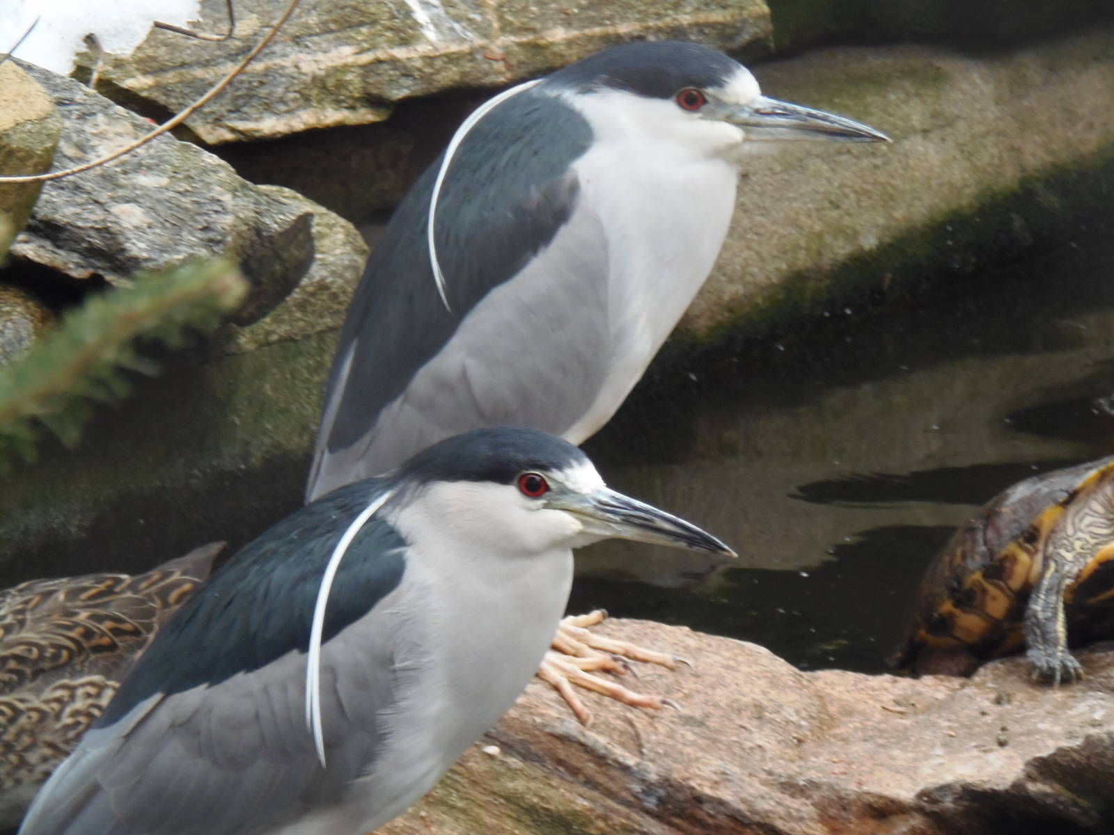 Black-Crowned Night Herons
