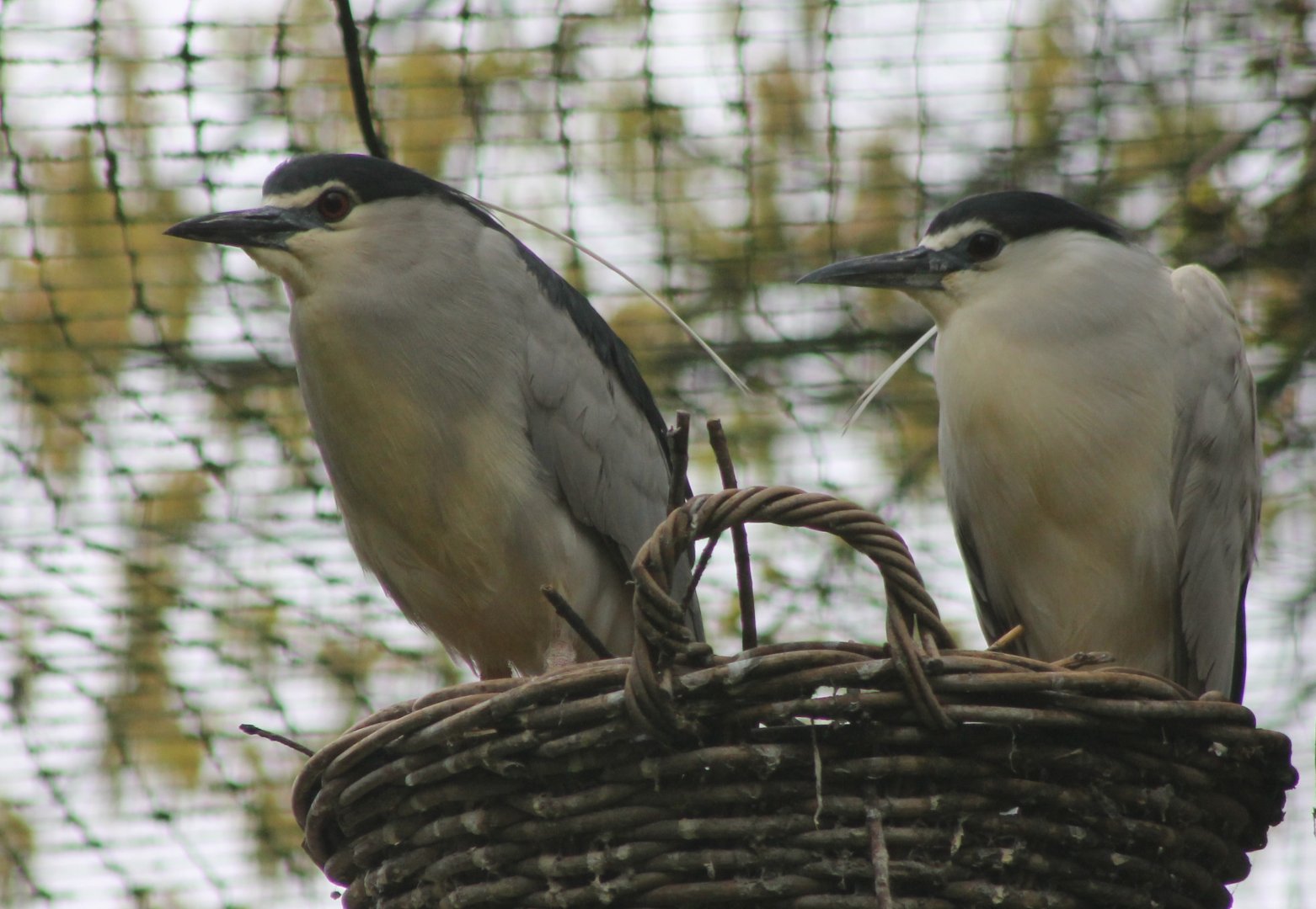 Black-crowned night herons