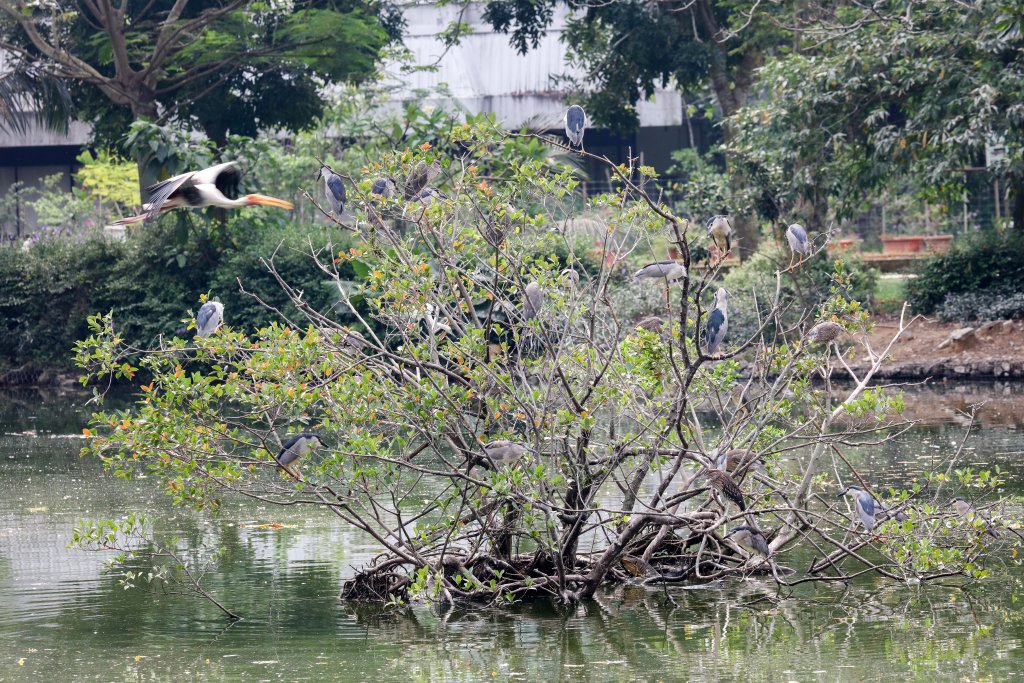 Black-crowned Night Herons
