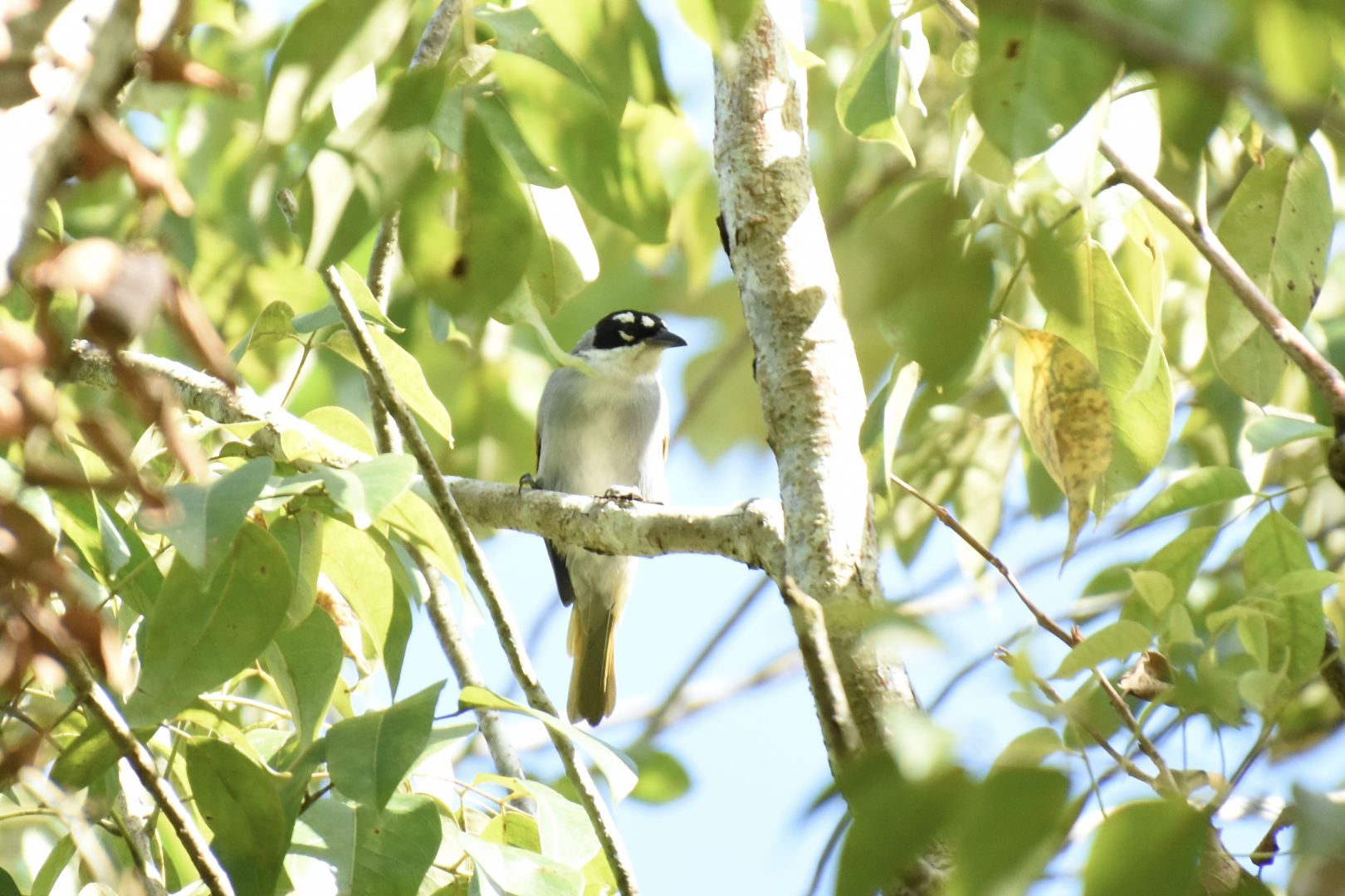 Black-crowned palm-tanager (Phaenicophilus palmarum)