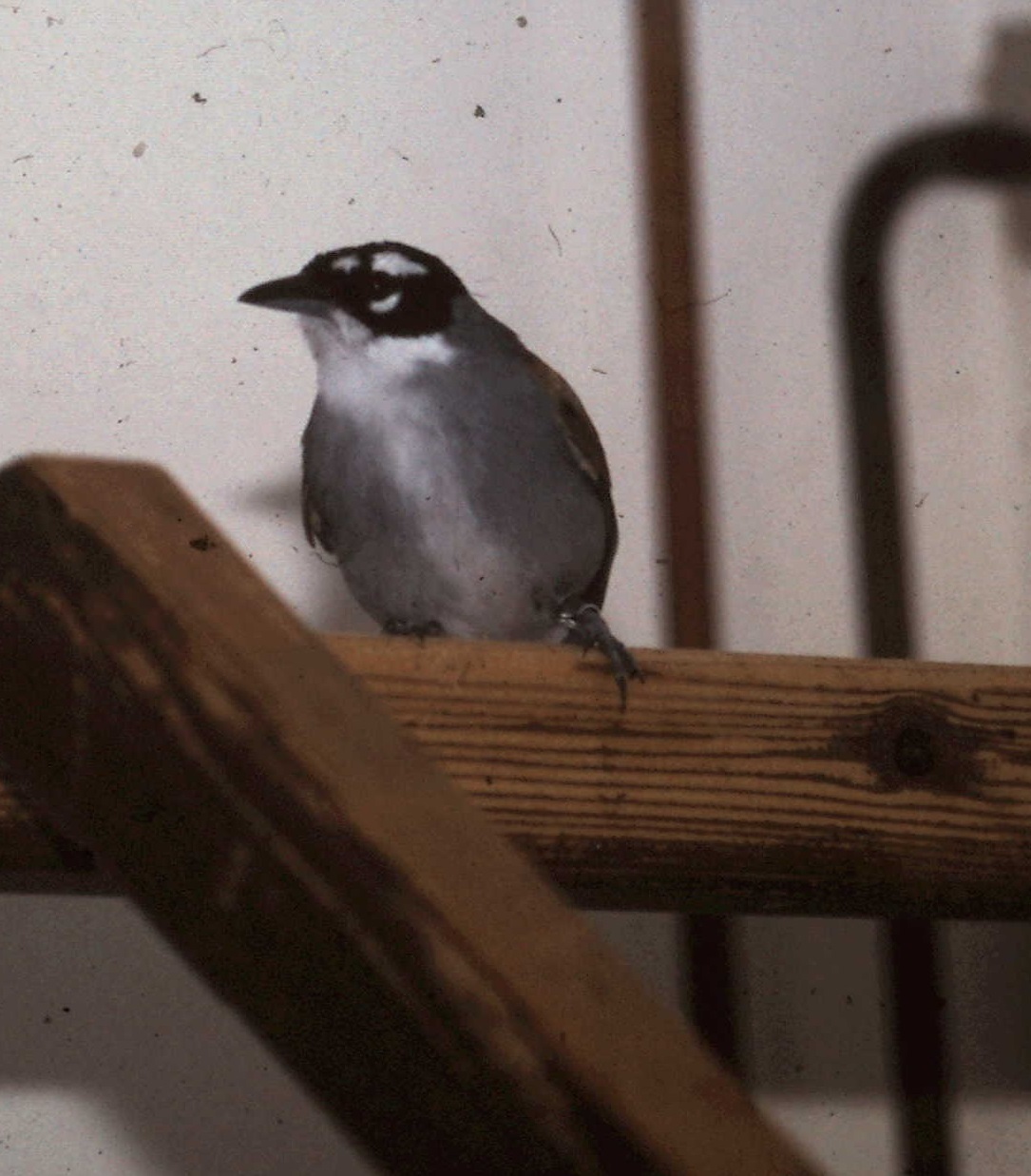 Black-crowned palm-tanager