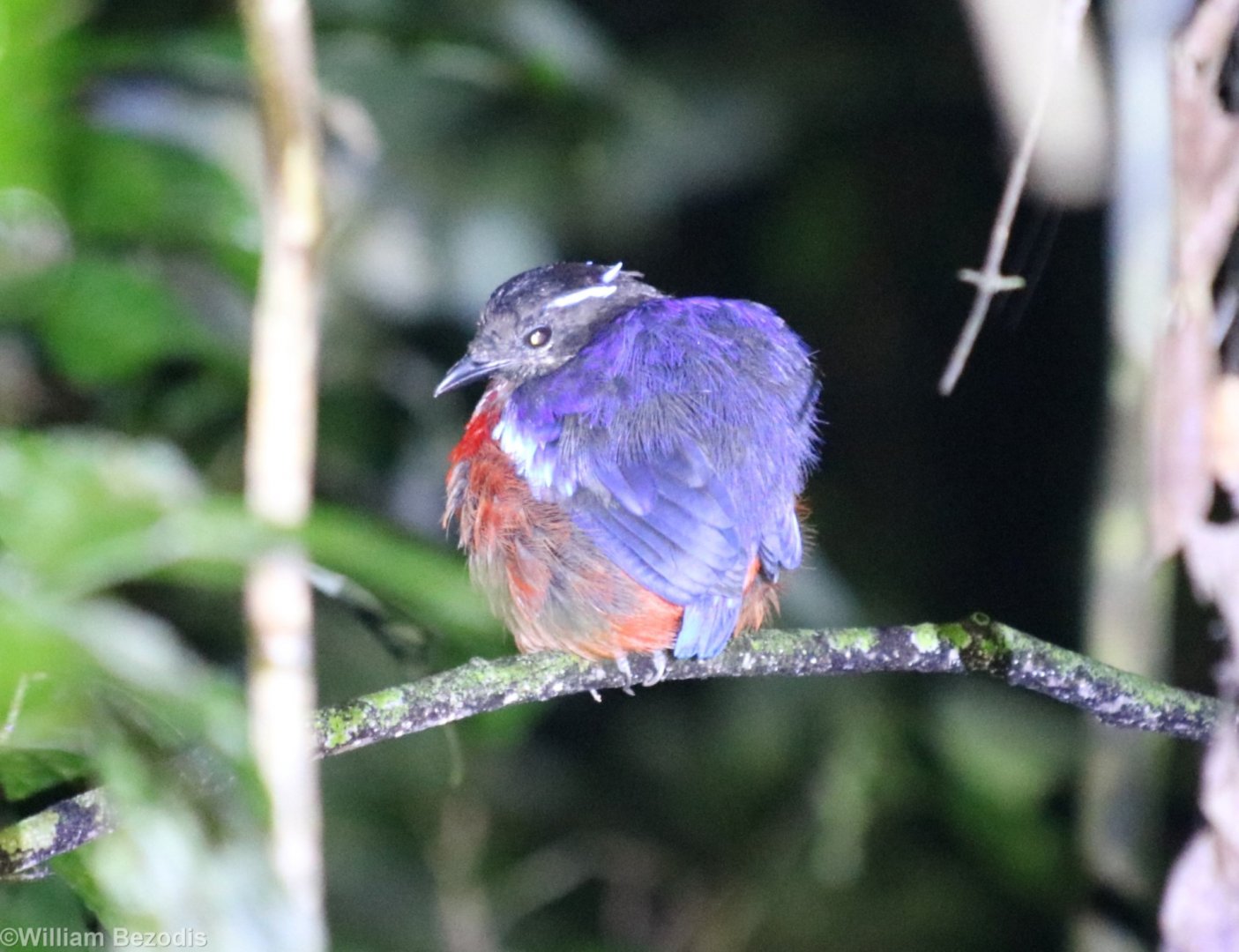 Black-crowned Pitta at Night - Danum Valley