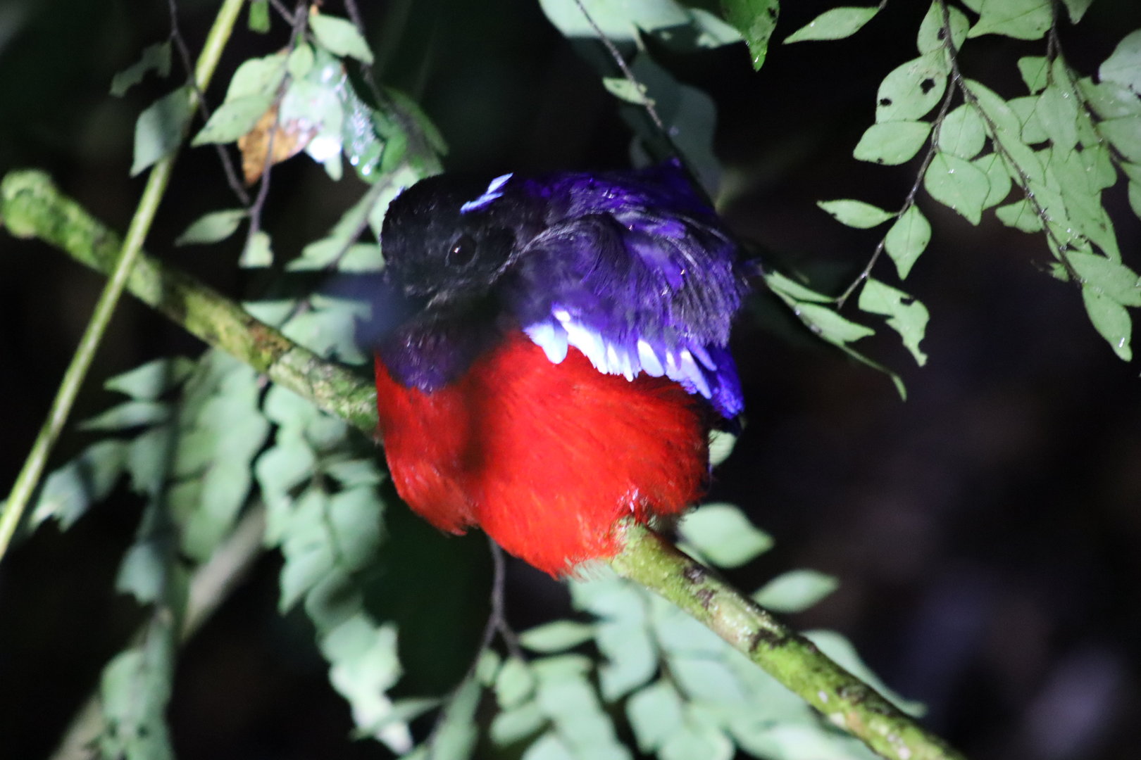Black-crowned pitta - Danum Valley Field Centre, 21 June 2023