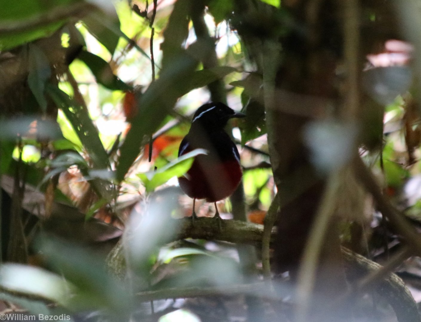 Black-crowned Pitta - Sepilok