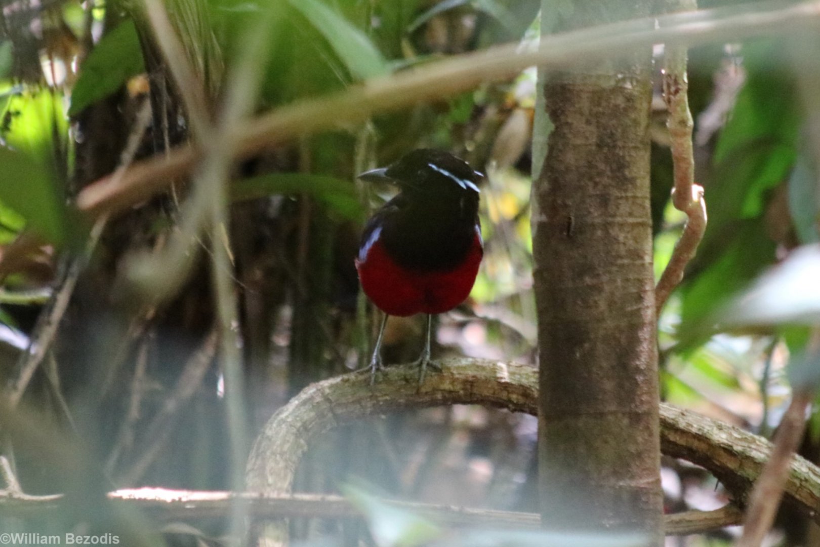 Black-crowned Pitta - Sepilok
