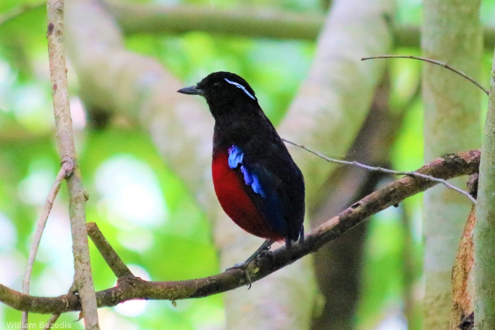 Black-crowned Pitta - Sepilok