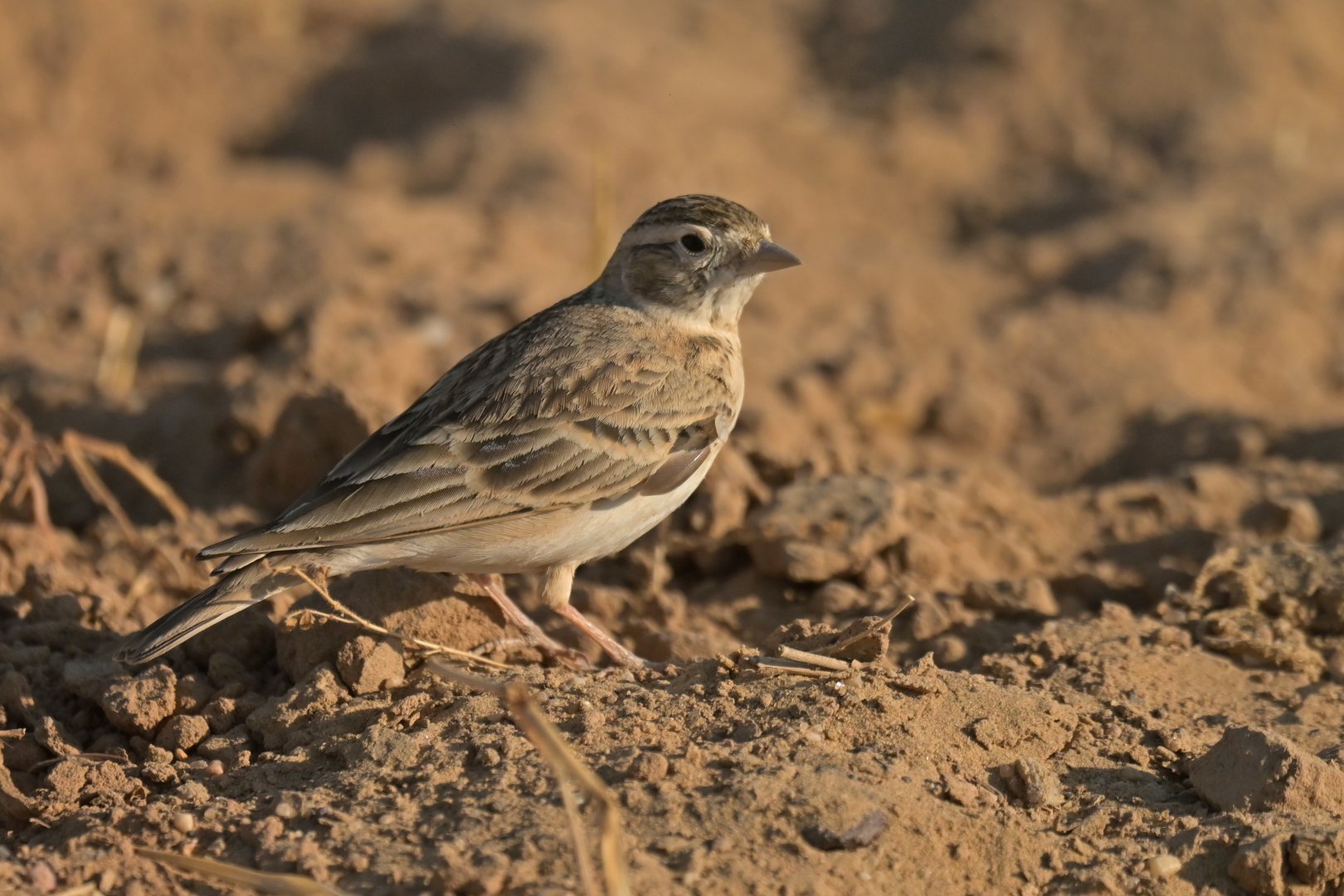 Black-crowned Sparrow-Lark Eremopterix nigriceps