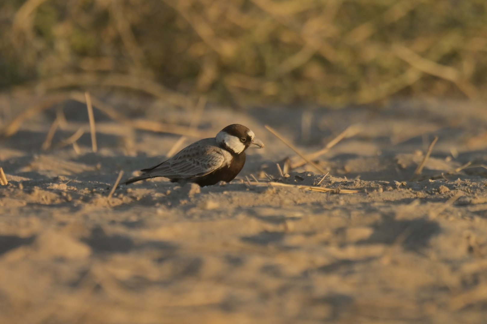 Black-crowned Sparrow-Lark Eremopterix nigriceps