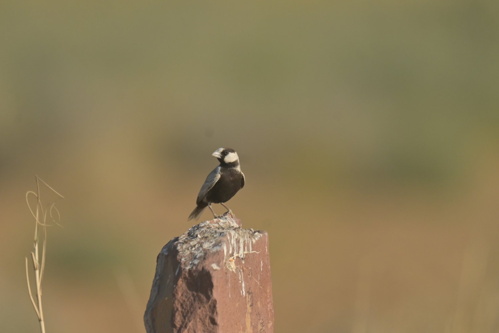 Black-crowned Sparrow-Lark Eremopterix nigriceps