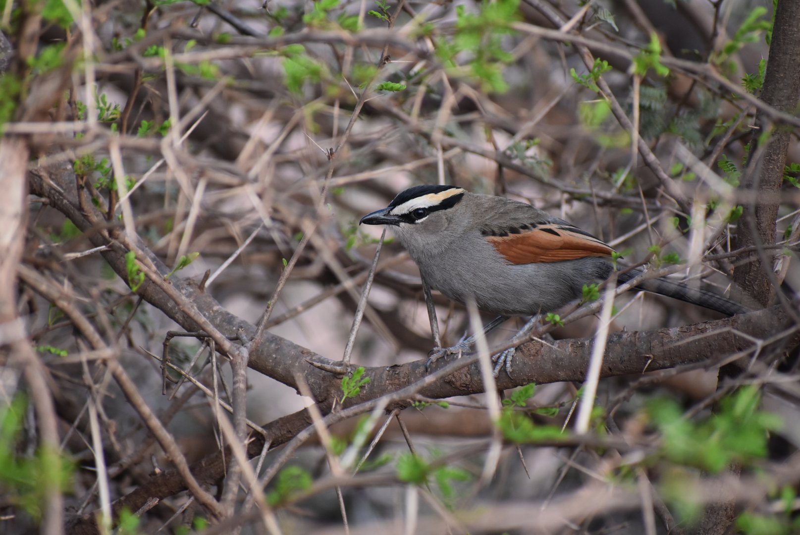Black-crowned tchagra - (Issen)