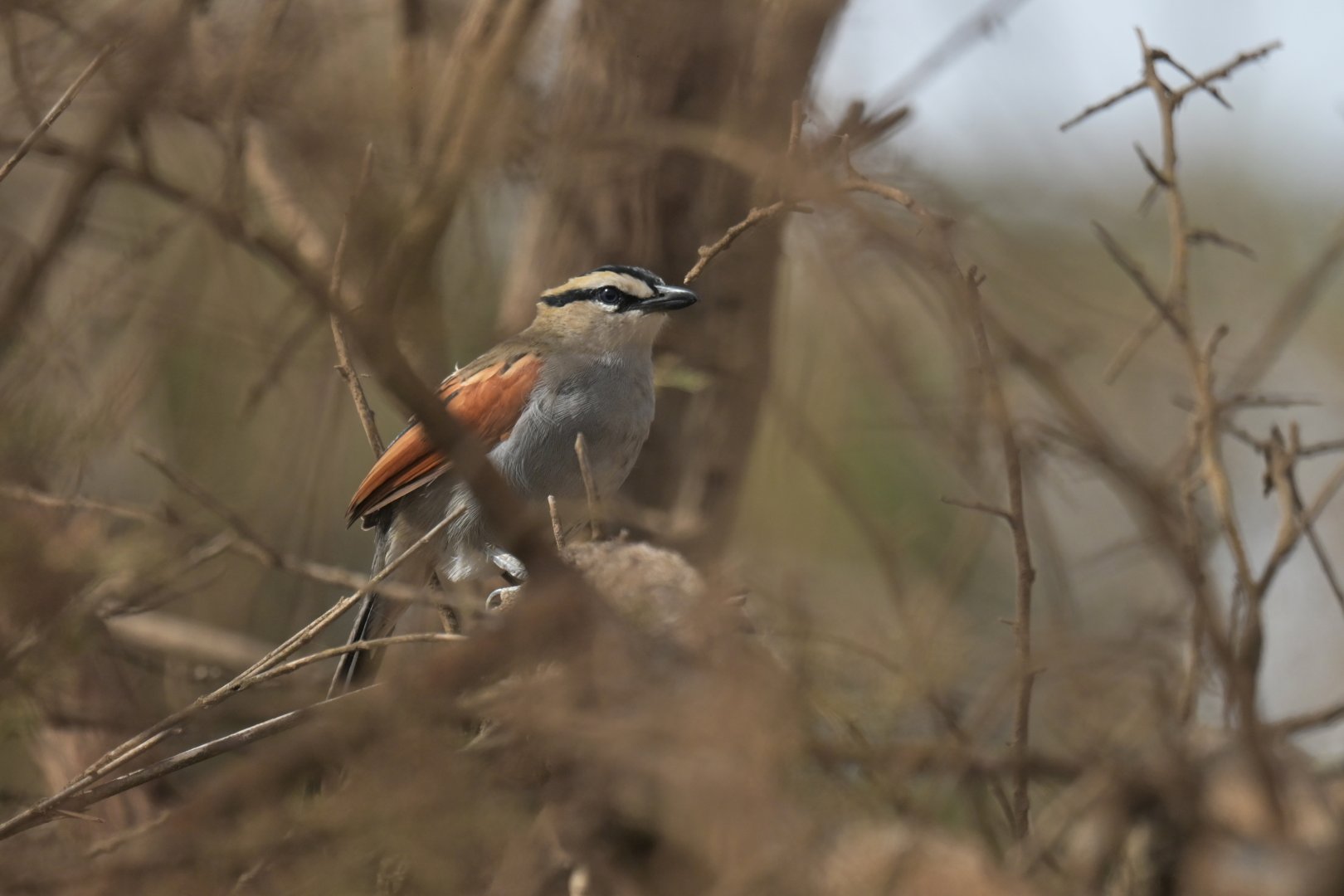 Black-crowned Tchagra Tchagra senegalus
