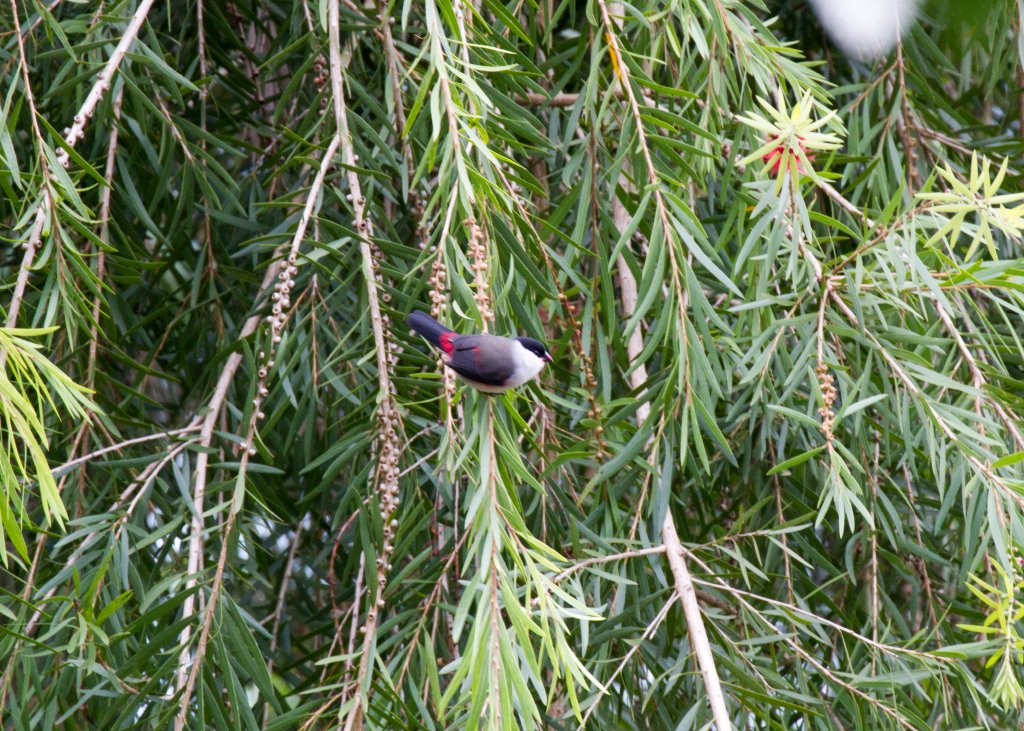 Black-crowned Waxbill