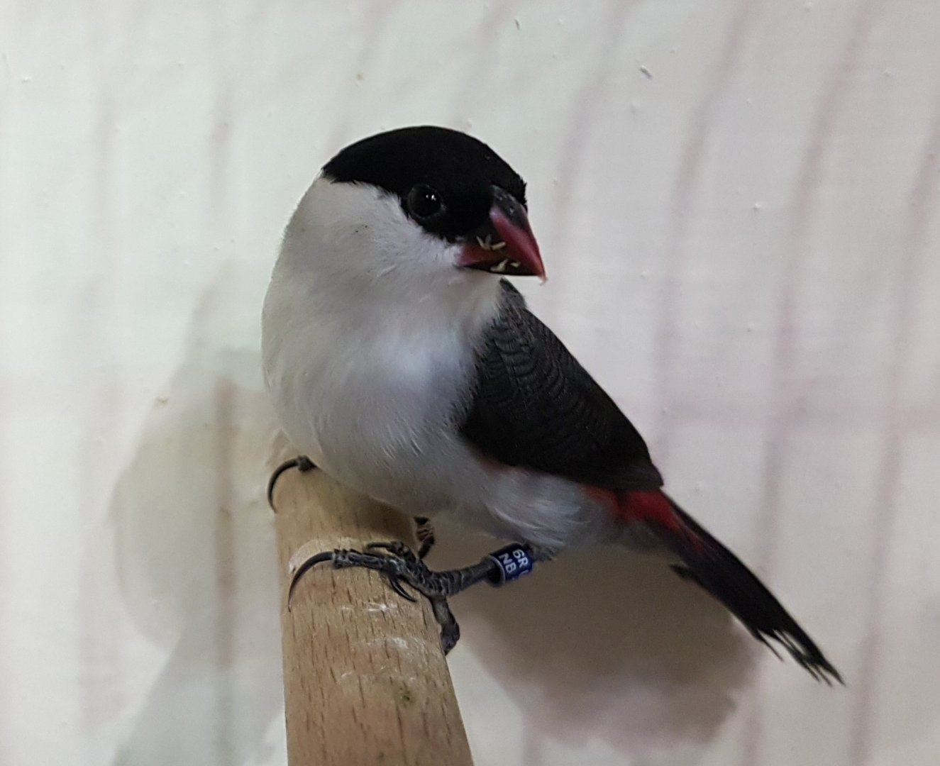 Black-crowned waxbill