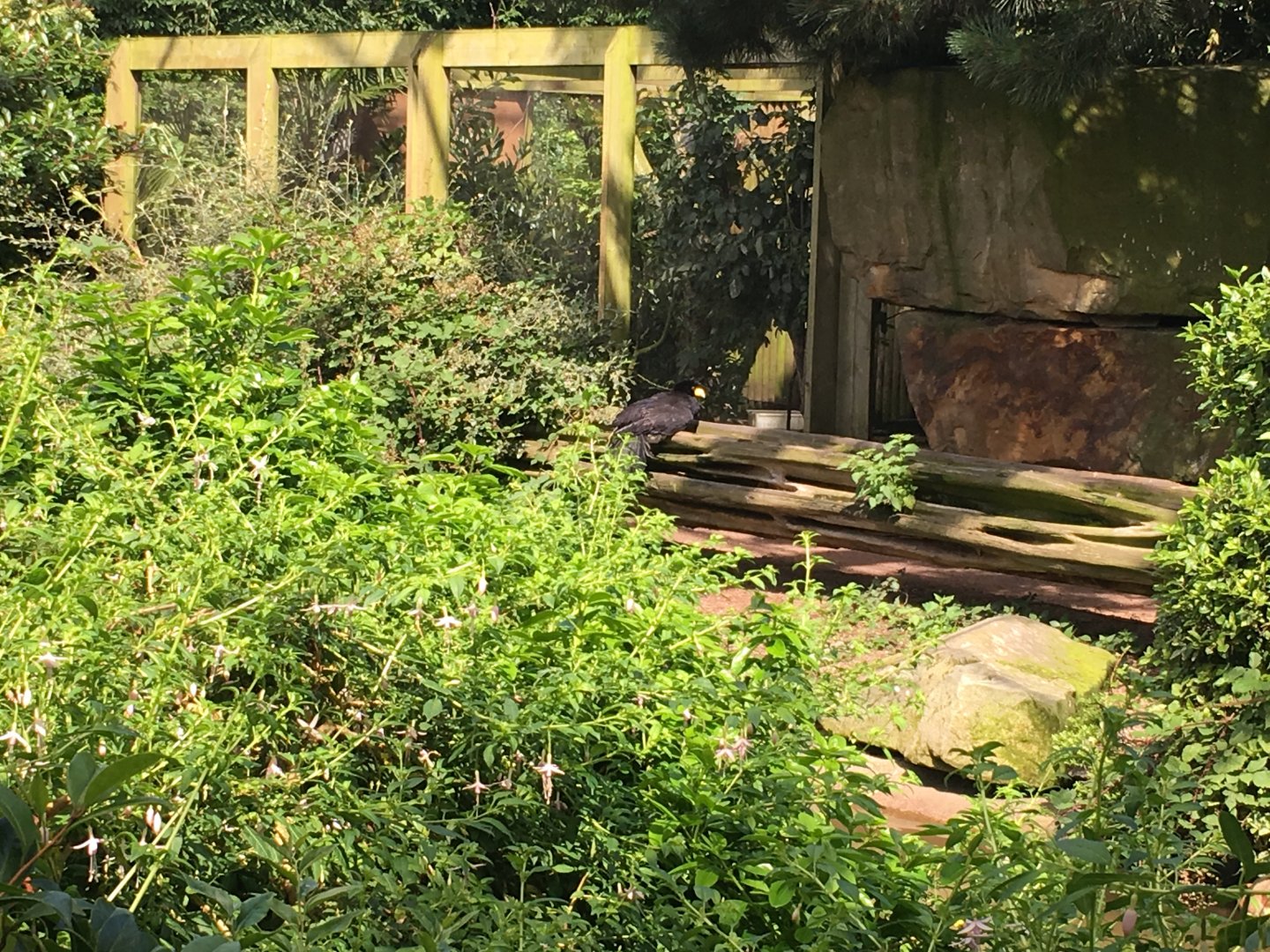 Black curassow 040817