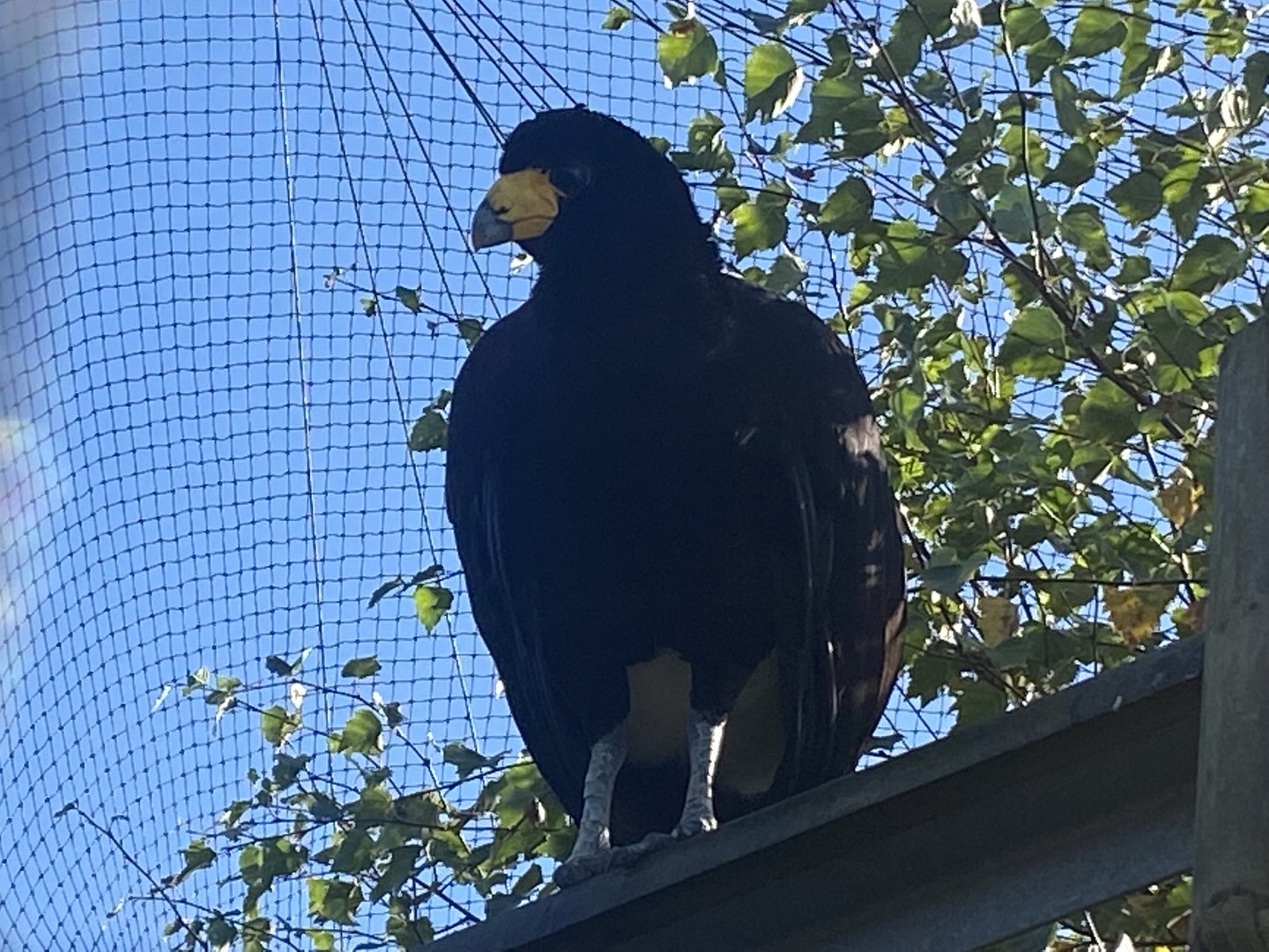 Black curassow 230922
