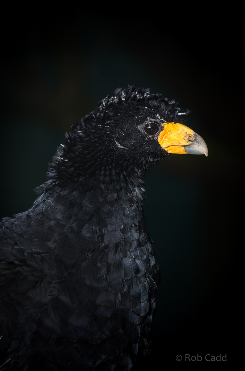 Black curassow : Cotswold WP : 22 Nov 2015