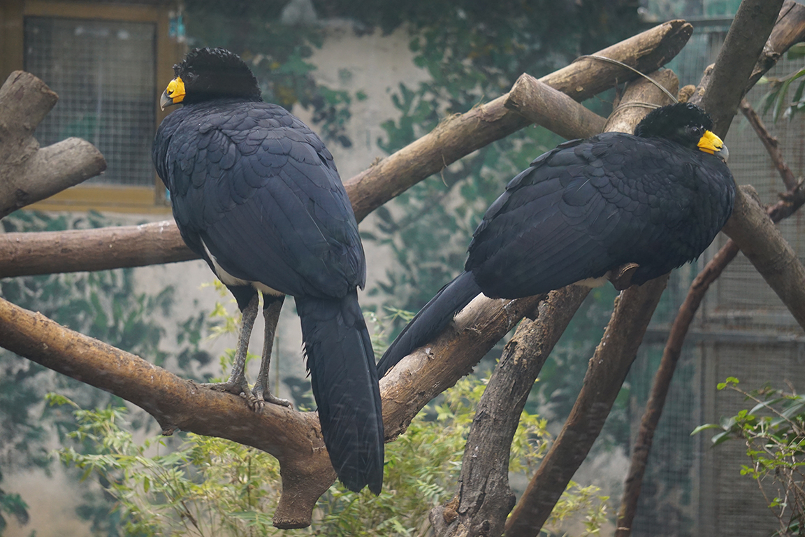 Black curassow (Crax alector)