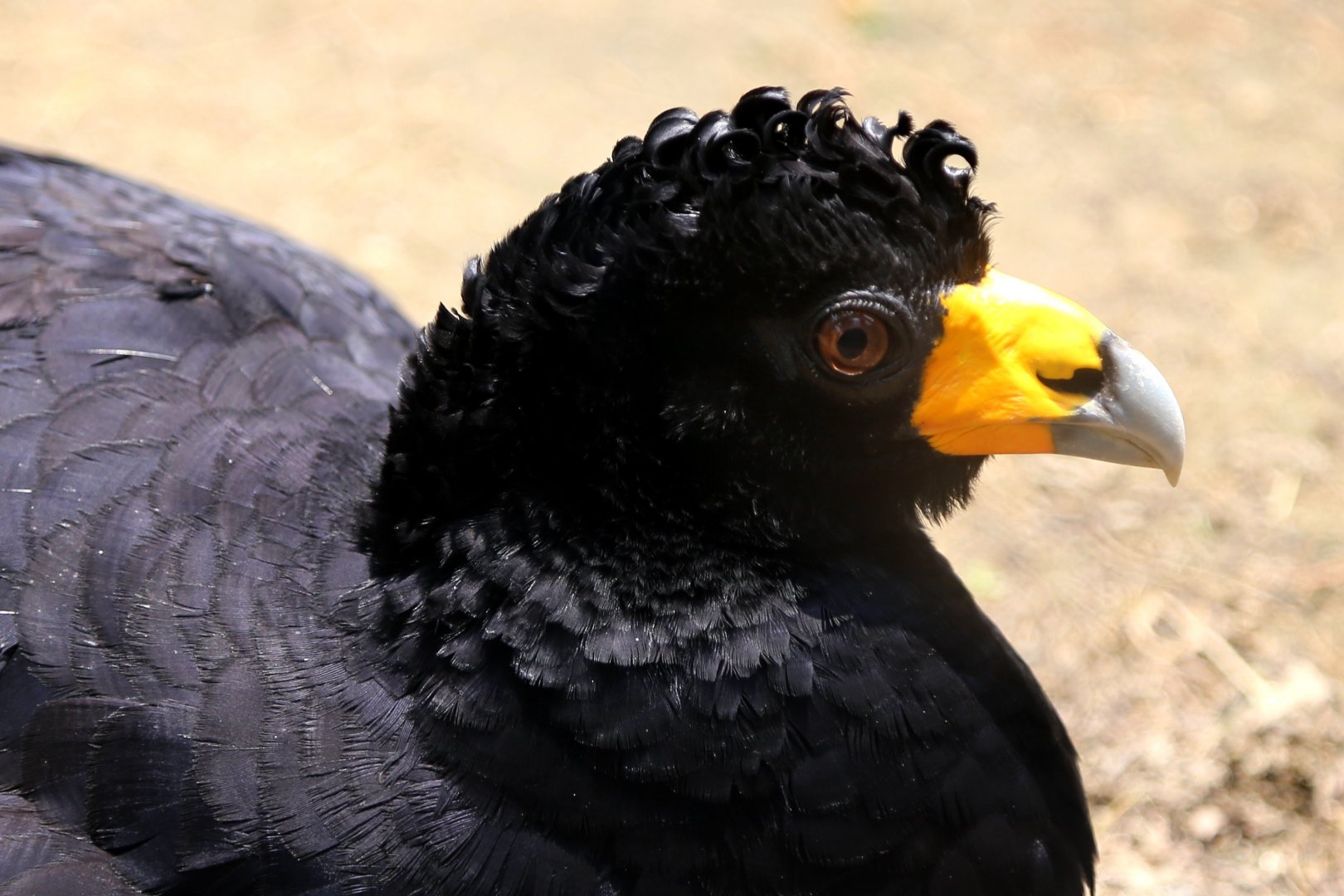 Black Curassow (Crax alector)
