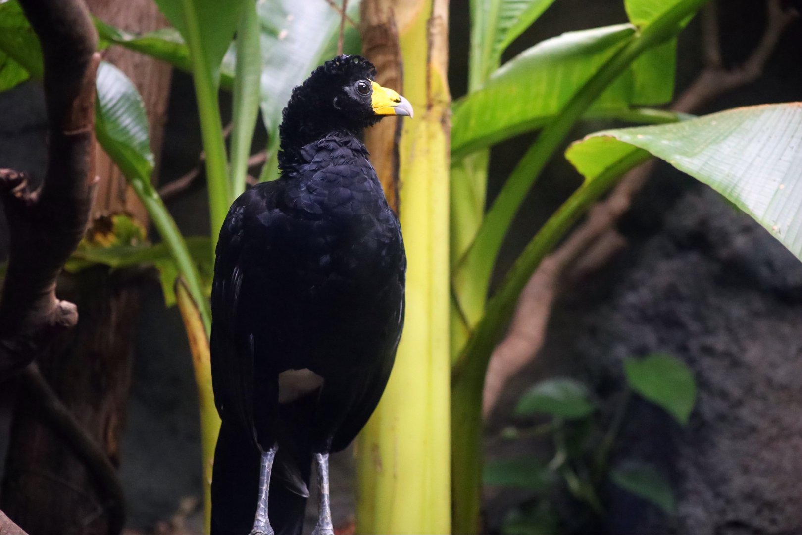 Black Curassow (Crax alector)